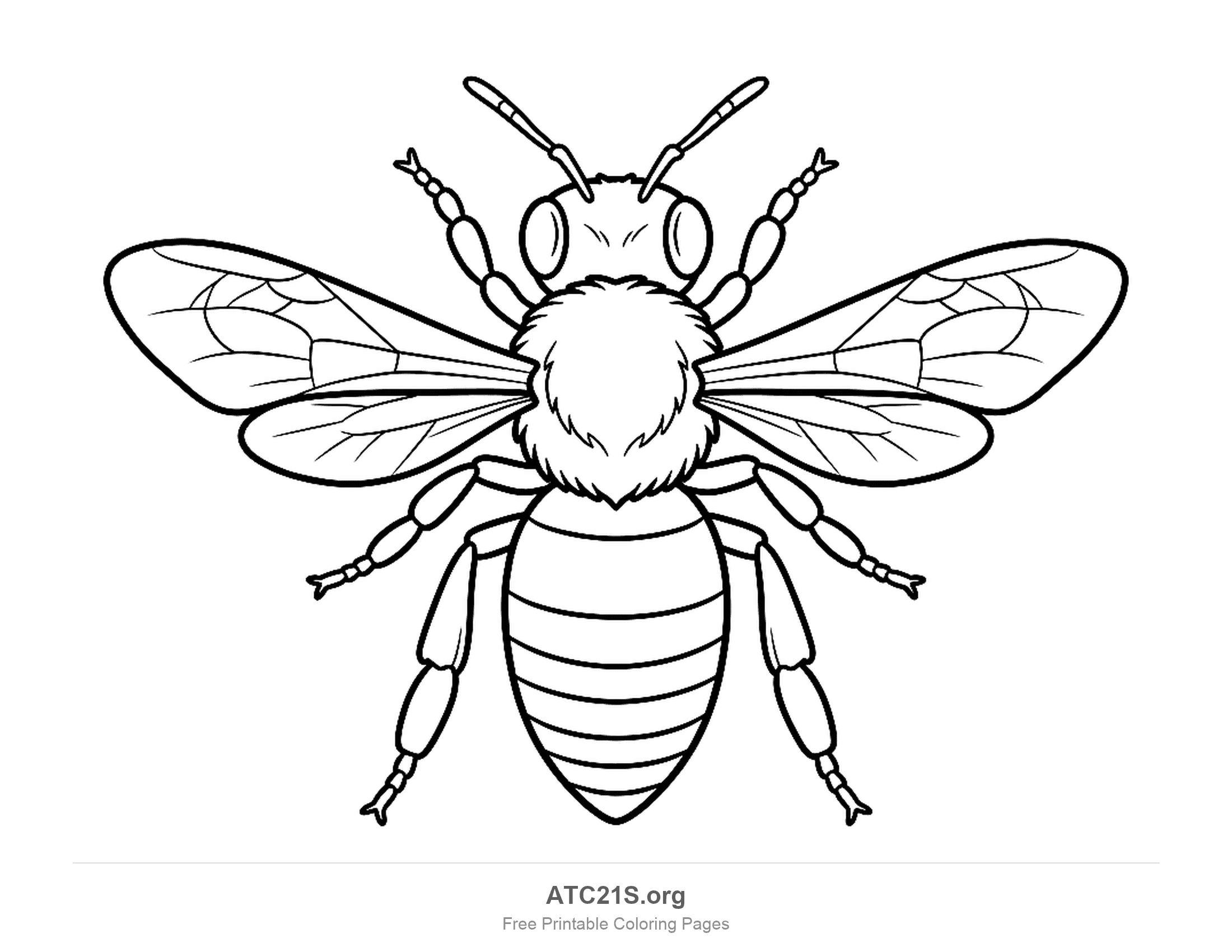 Detailed honeybee seen from above with four veined wings, a fuzzy thorax, six jointed legs and a striped abdomen, coloring page for older kids