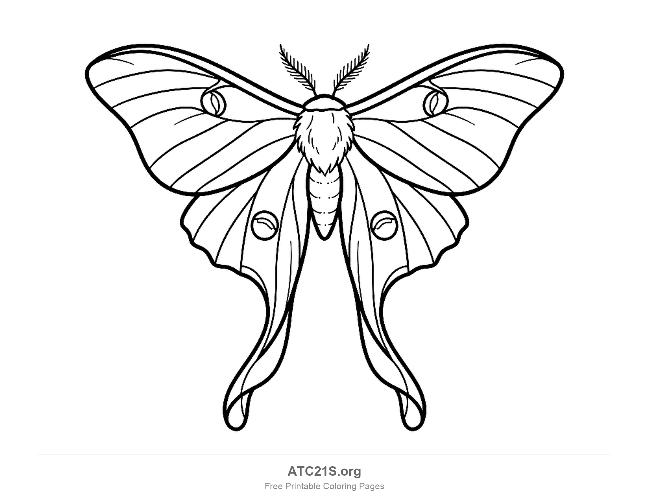 Long-tailed butterfly with four eyespots, feathery antennae and large open wing panels, simple coloring page for preschoolers