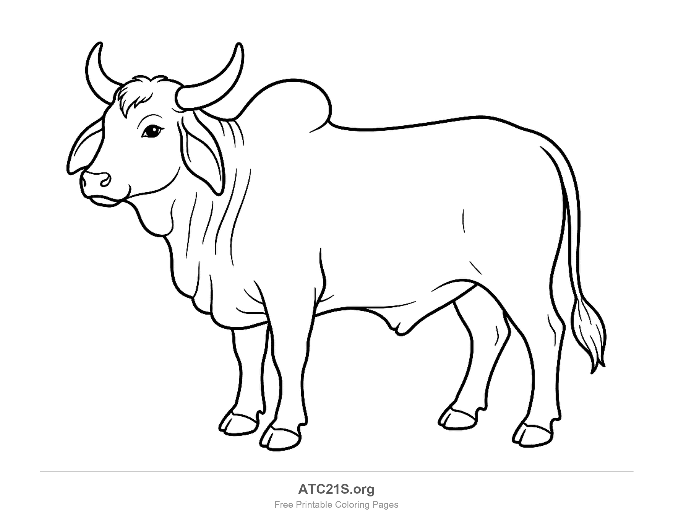 Standing cattle with a shoulder hump, drooping ears, curved horns and a folded neck, coloring page