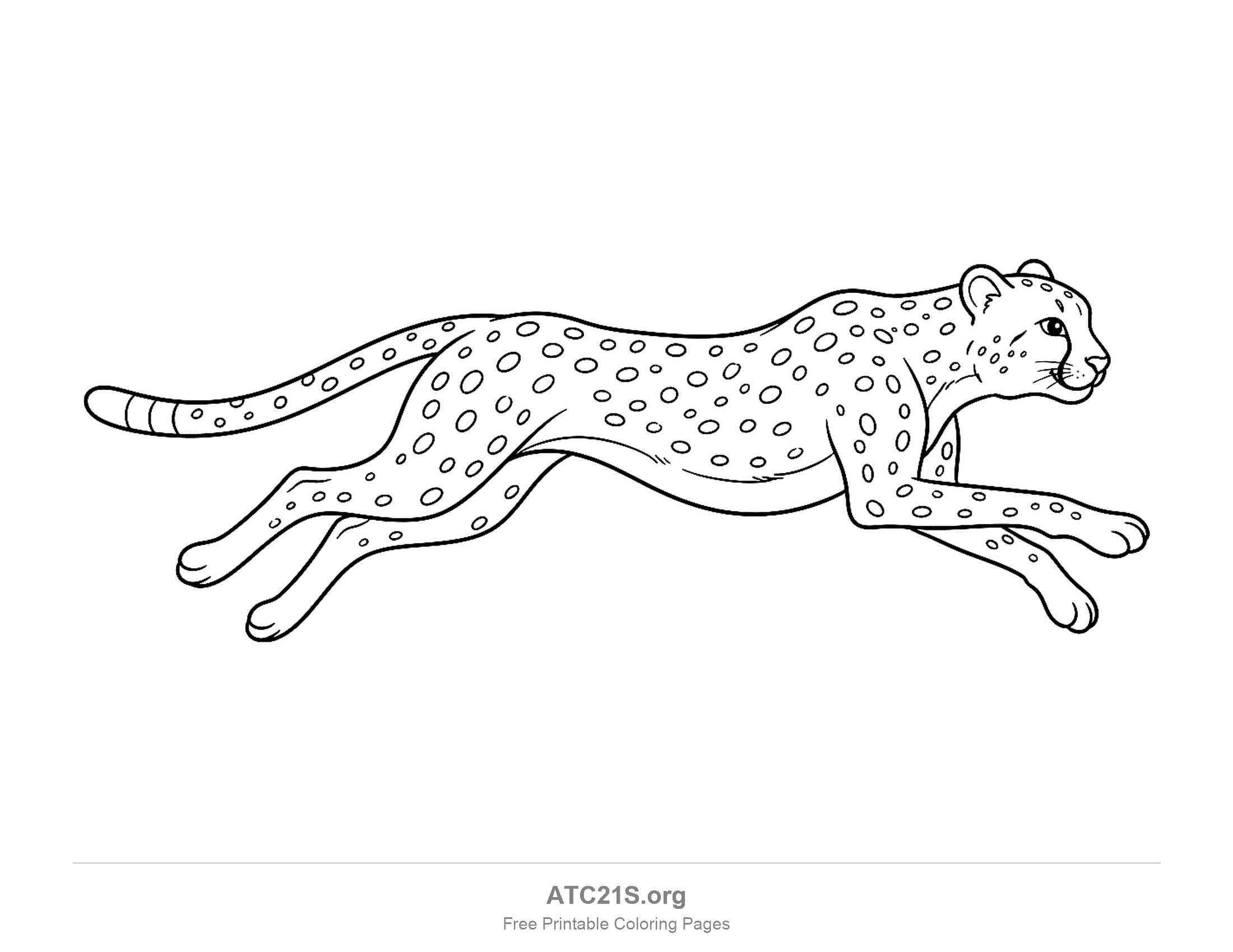 Cheetah sprinting at full stretch in side view with all four legs extended and a spotted coat, coloring page