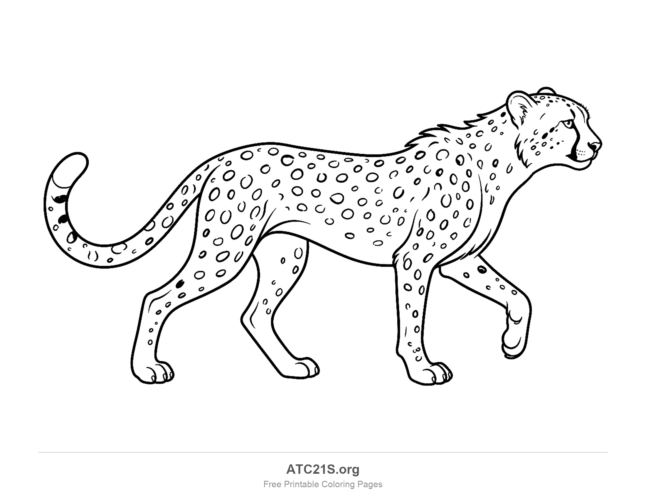 Cheetah walking in side profile with a long spotted body and a curved ringed tail, coloring page