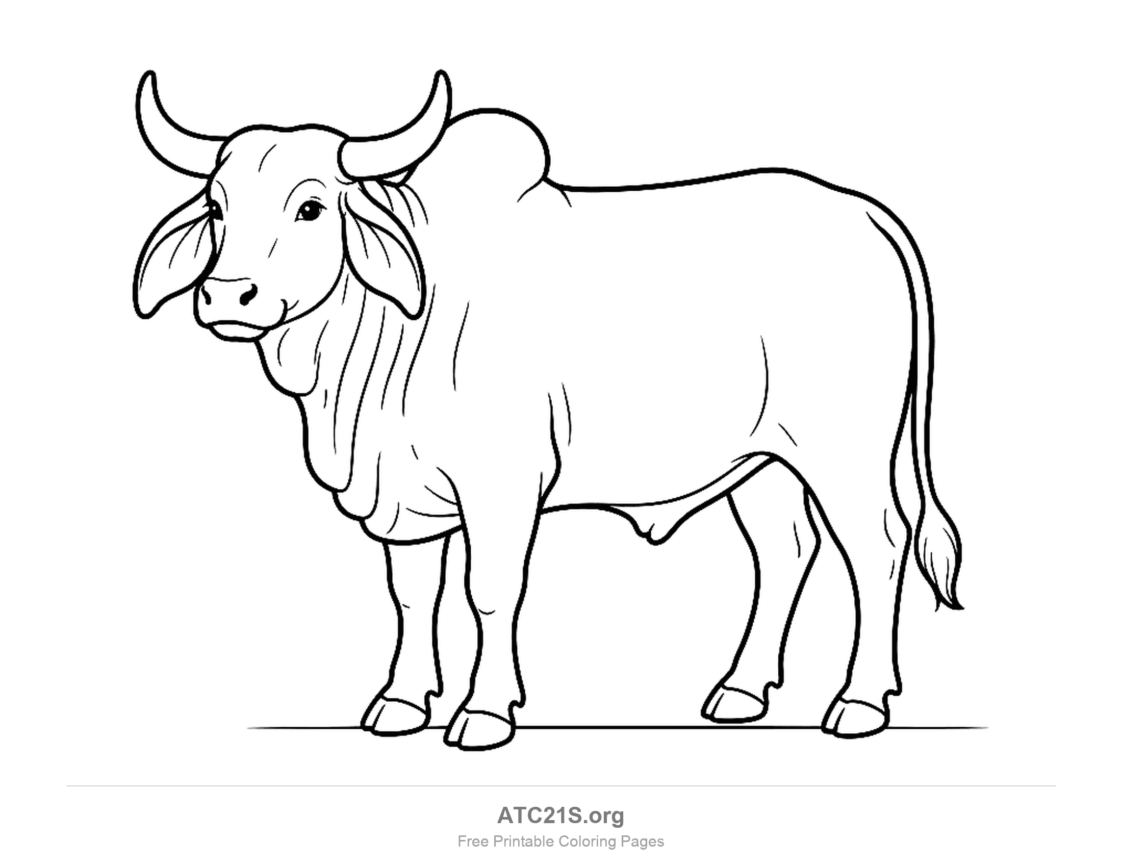 Brahman cow standing with a shoulder hump, large curved horns and a folded neck, coloring page