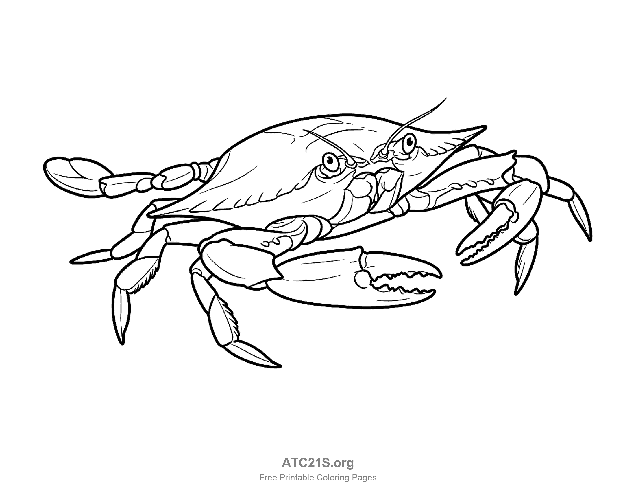 Detailed crab swimming in side view with a pointed shell, paddle-shaped rear legs and a large claw, coloring page for older kids