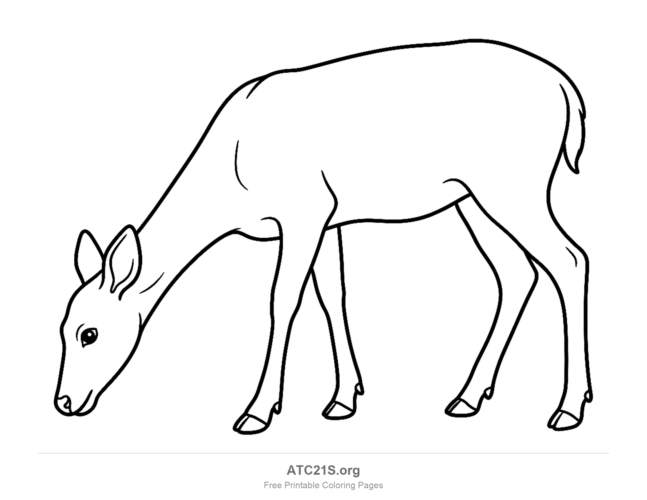 Doe with no antlers grazing with her head lowered to the ground, standing on long slender legs, coloring page to print