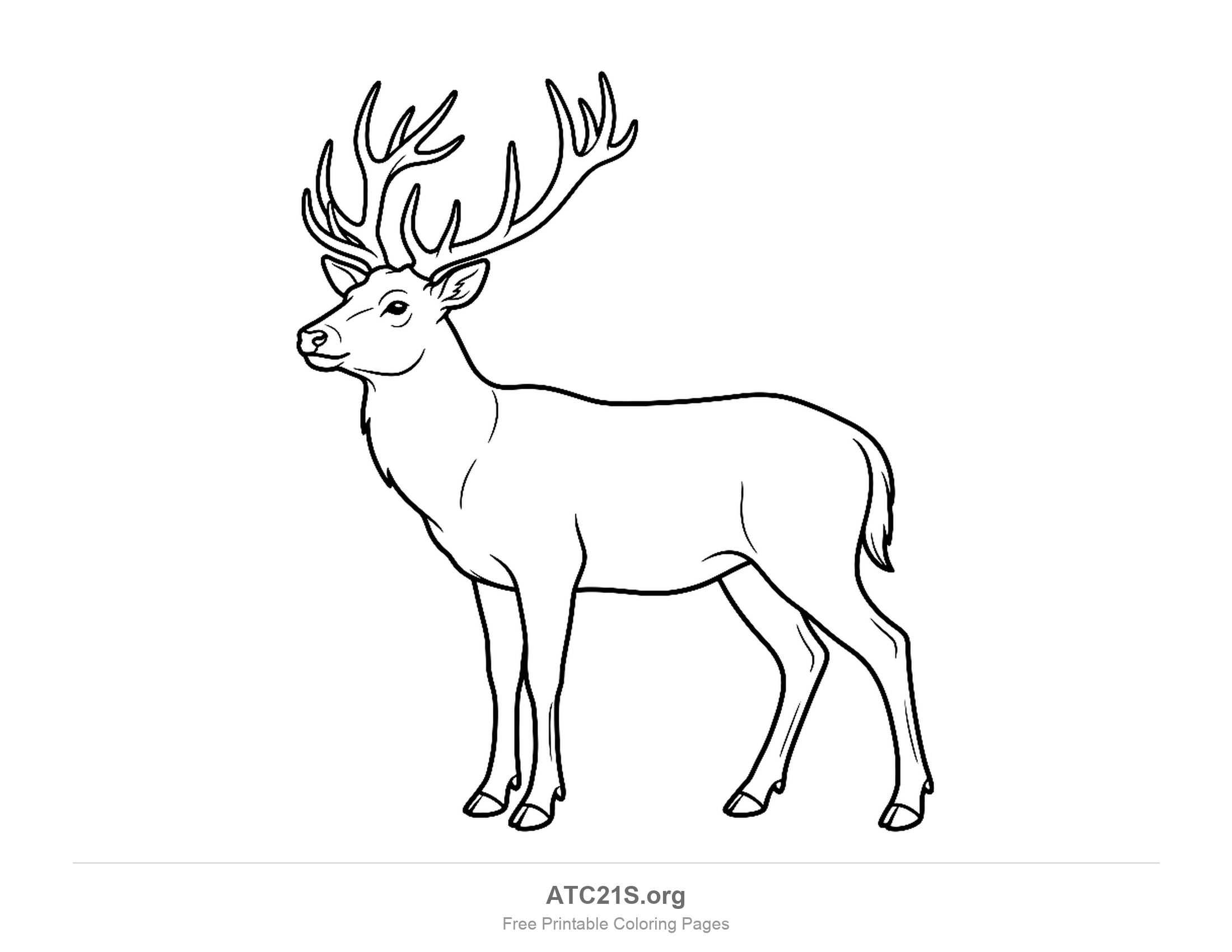 Buck standing in profile with tall branching antlers and a short tail, detailed coloring page