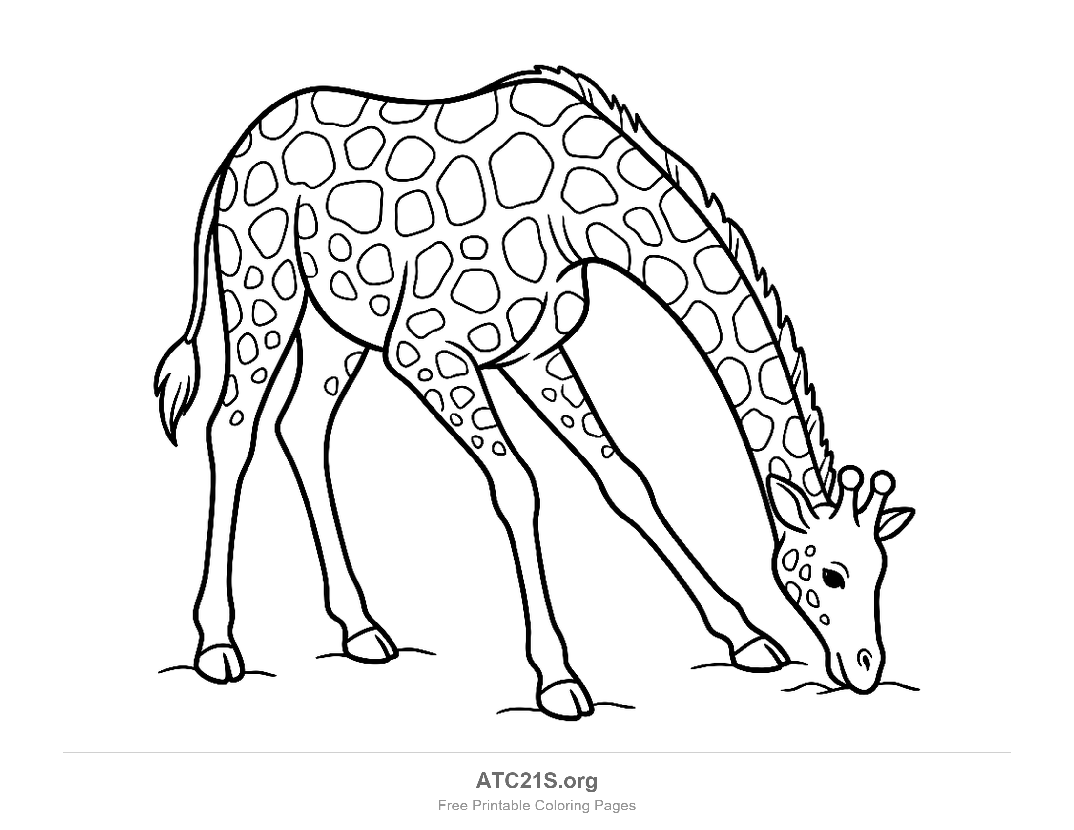 Giraffe bending its long neck all the way down to nibble grass, detailed coloring page for older kids