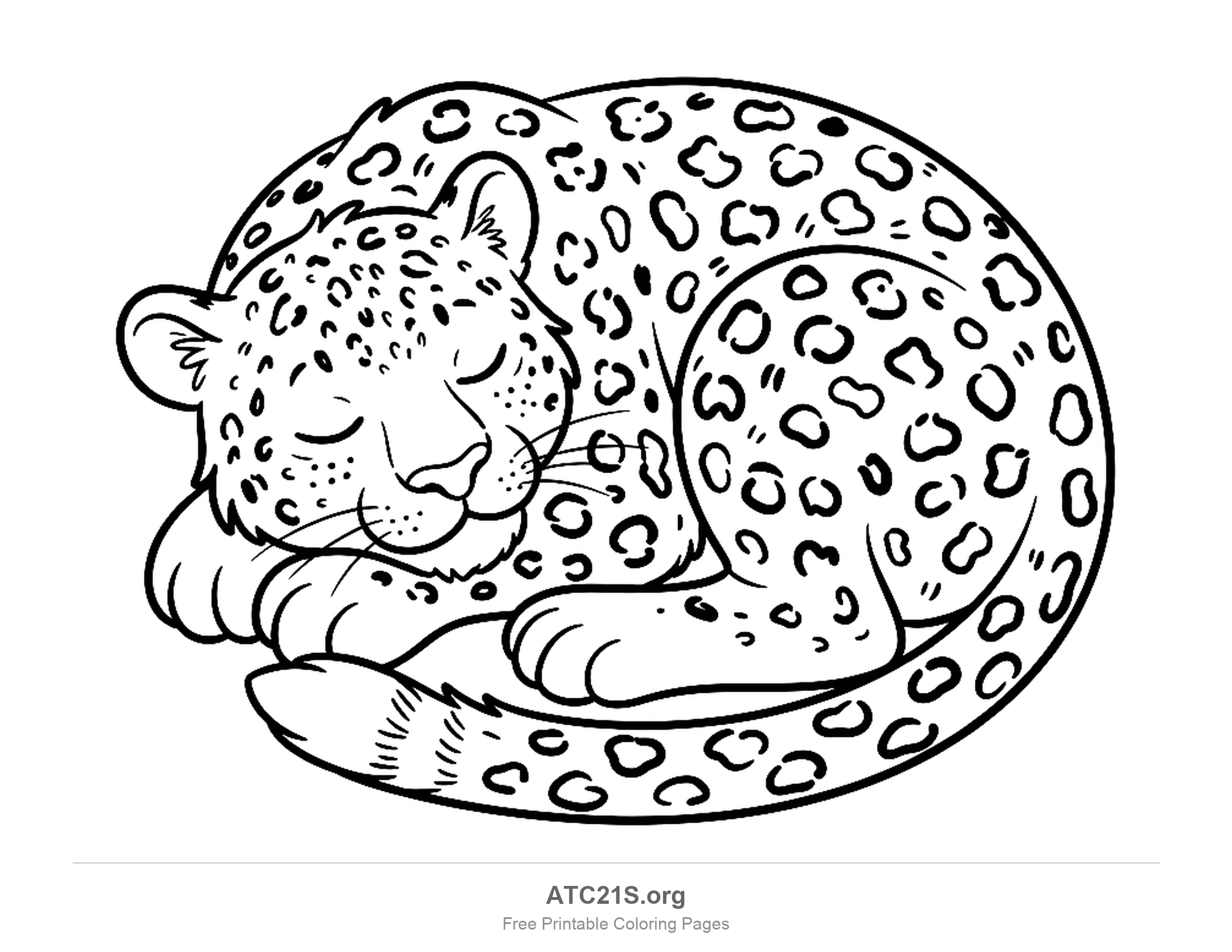 Sleeping leopard curled into a circle with closed eyes, dense rosette spots and its tail wrapped around, coloring page