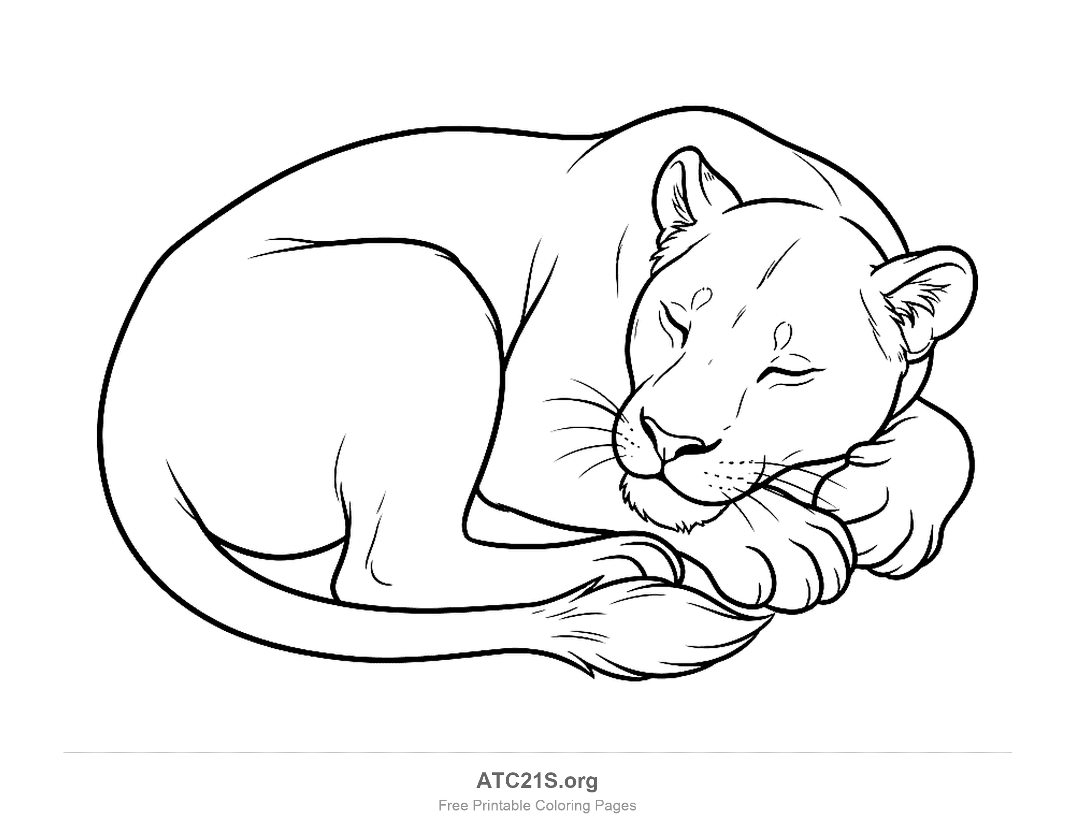 Lioness sleeping curled up with closed eyes, its head resting on its paws and its tail wrapped around its body, coloring page to print