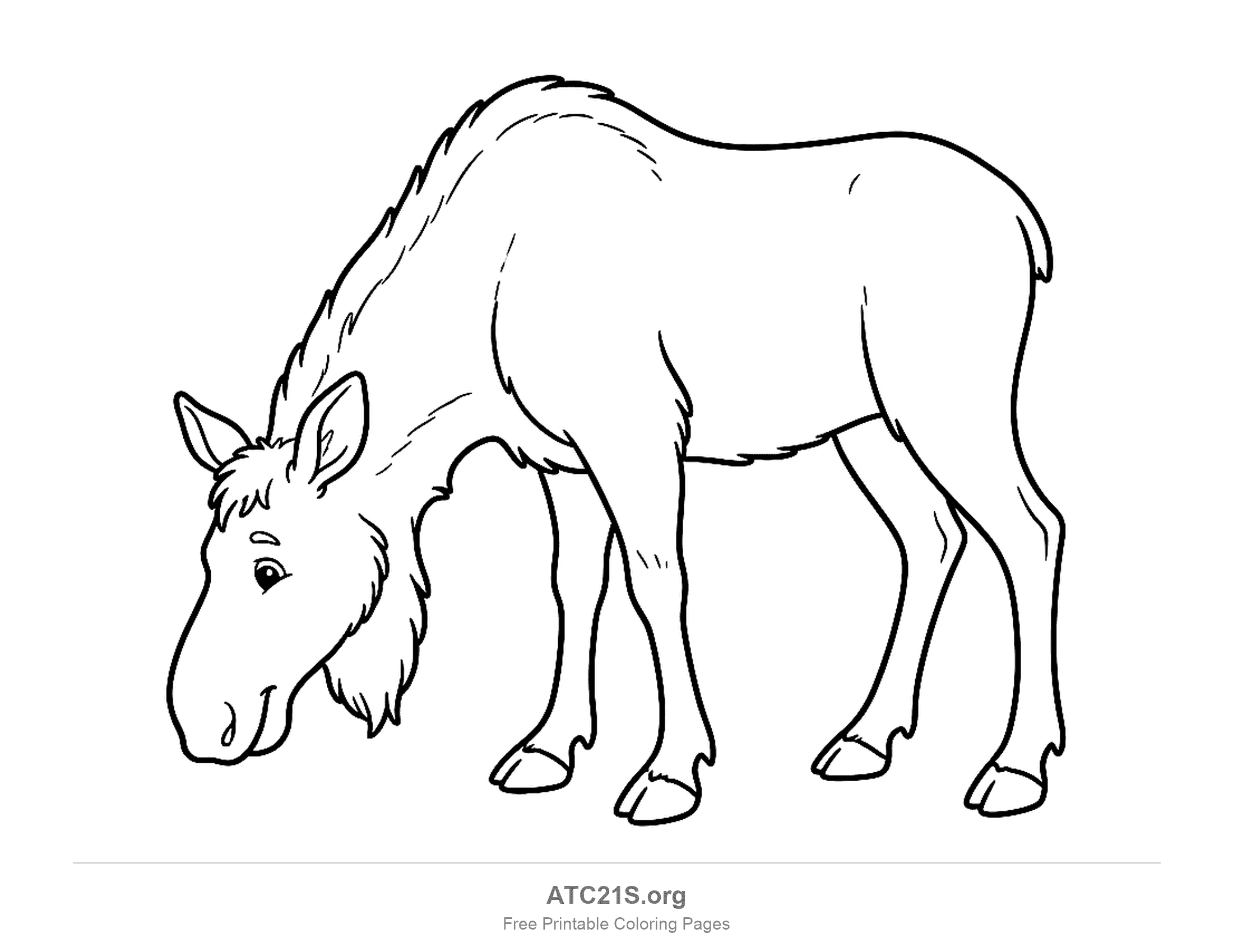 Cow moose with no antlers grazing with its head lowered, a humped shoulder and a shaggy neck, coloring page