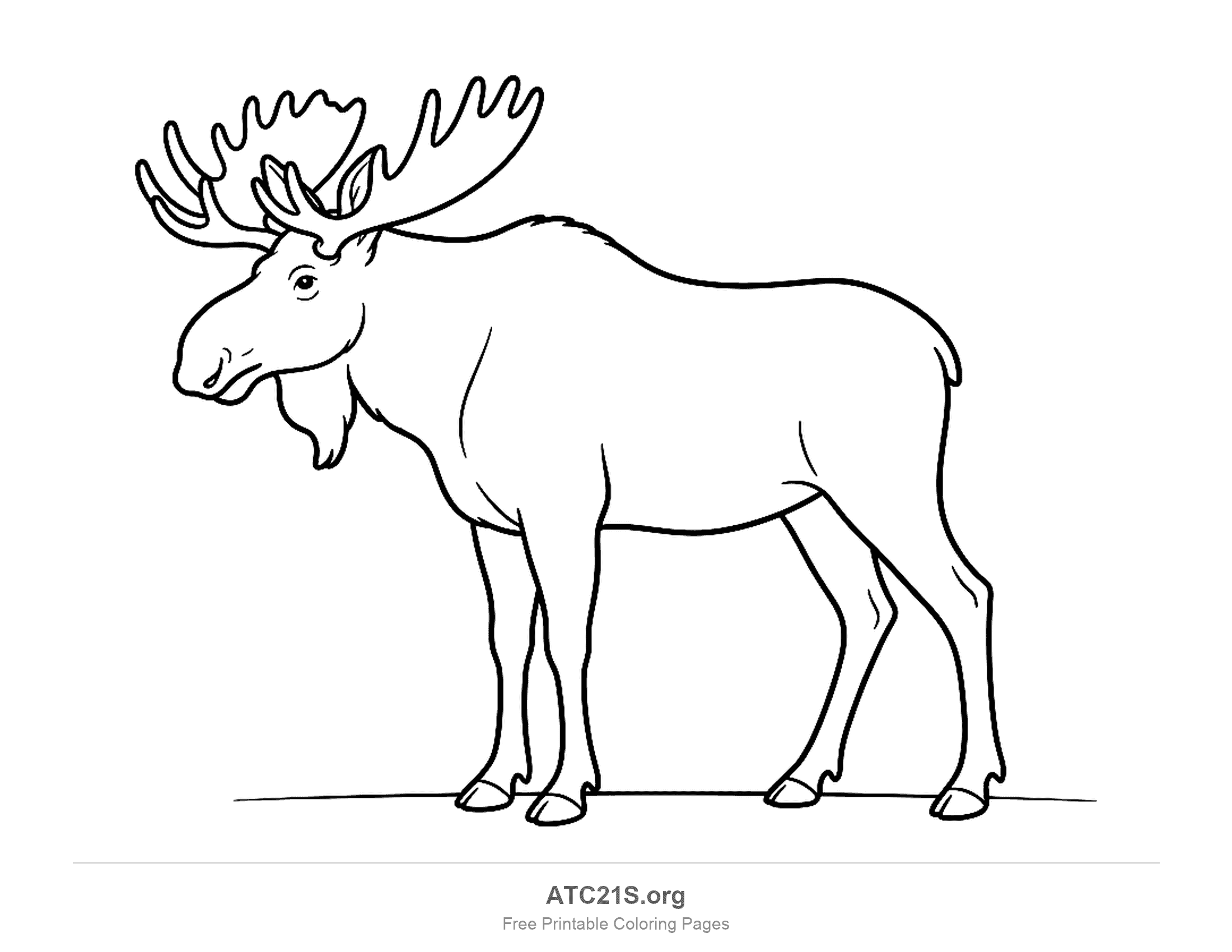 Realistic moose standing in side profile with large palmate antlers, a hanging dewlap and a humped shoulder, detailed coloring page for older kids