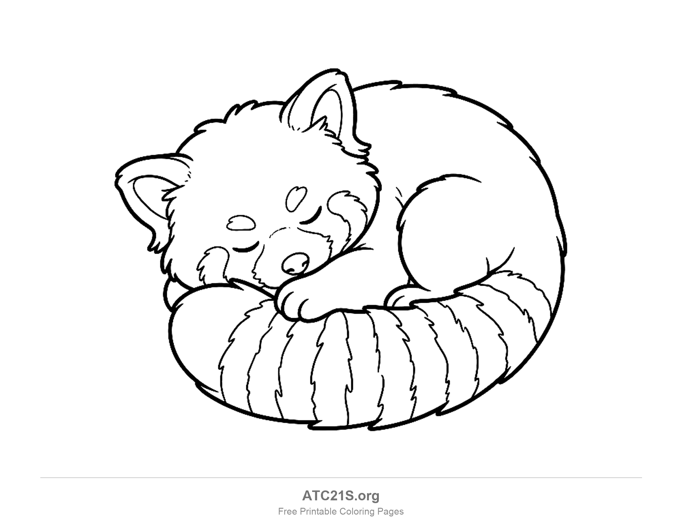 Sleeping red panda curled up with closed eyes, its head resting on its ringed tail, coloring page