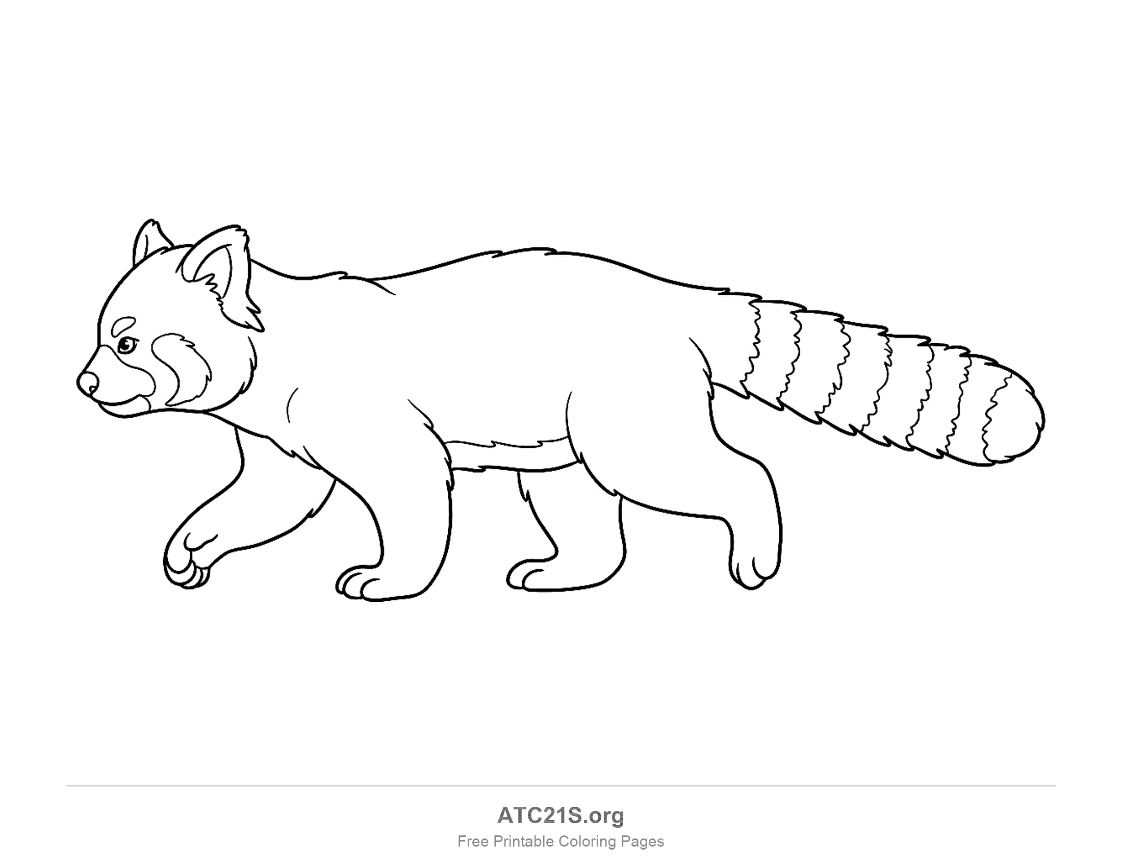 Red panda walking in side profile with a long ringed tail, coloring page