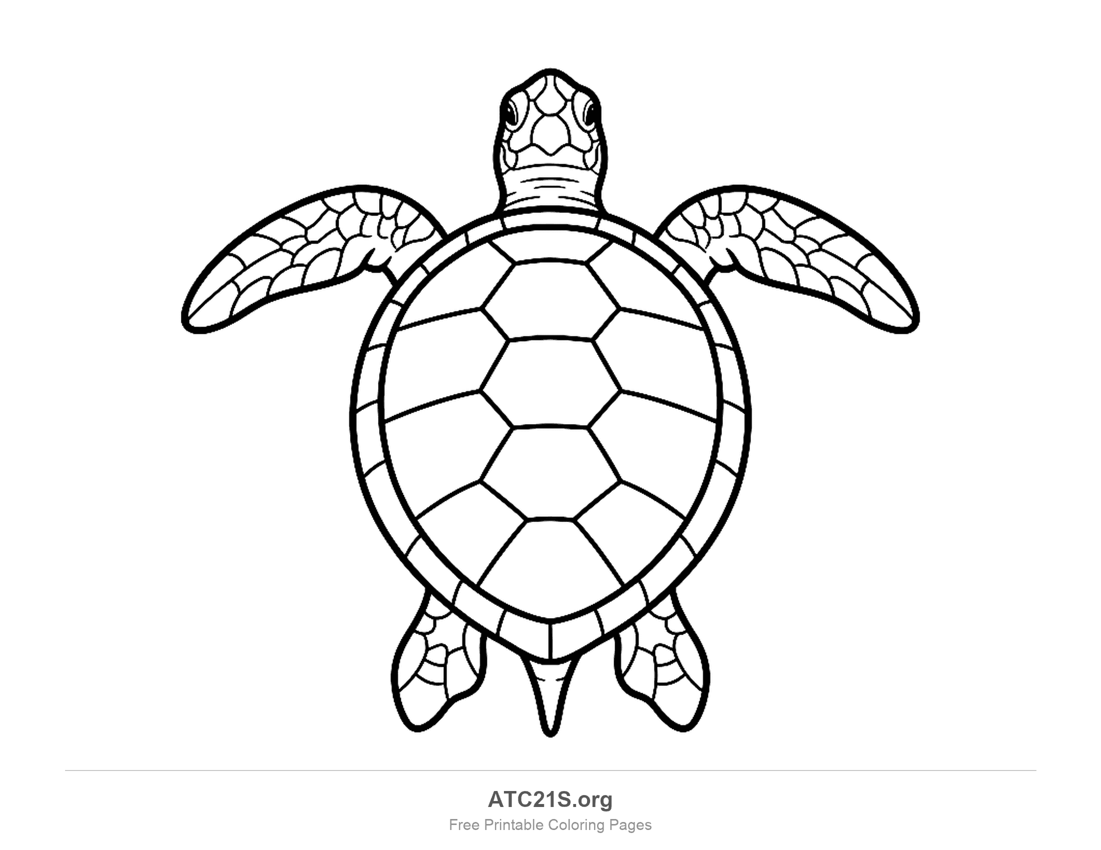 Sea turtle seen from above with flippers spread, a round scuted shell and a pointed tail, coloring page