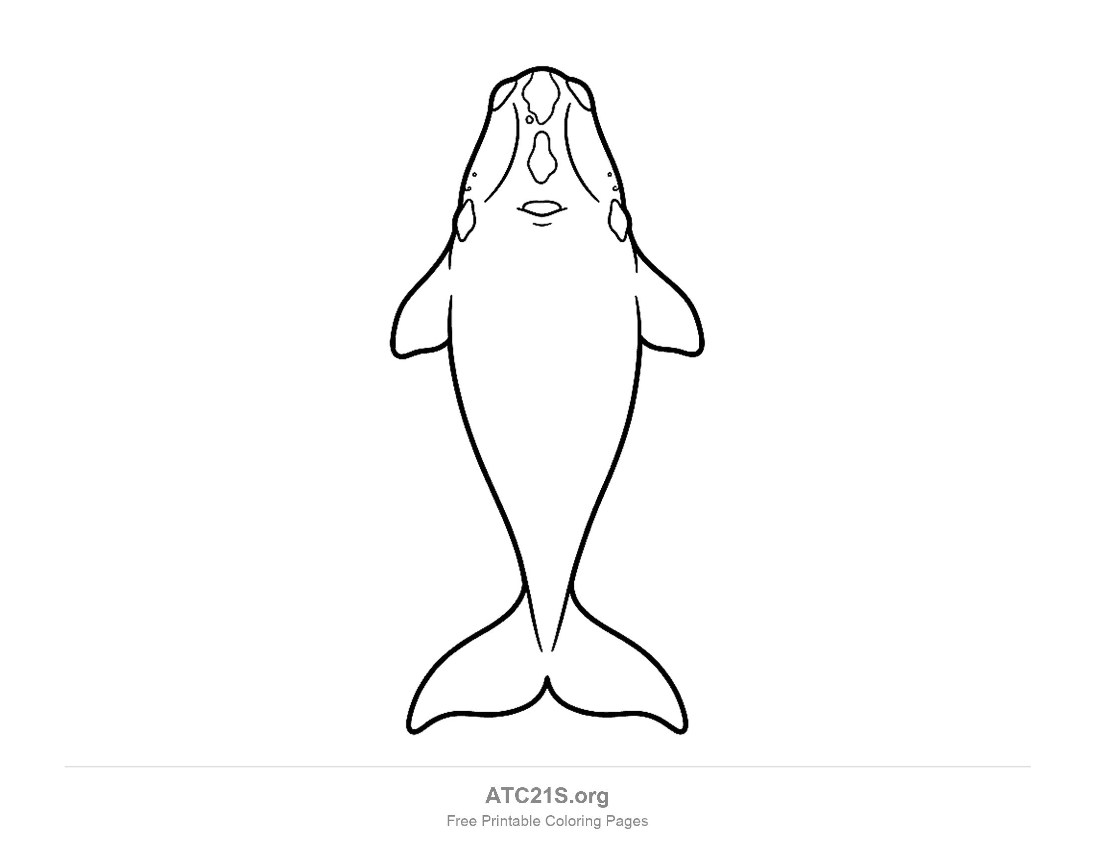 Whale seen from above facing the viewer, with a lumpy head, two flippers and a wide tail fluke, coloring page to print