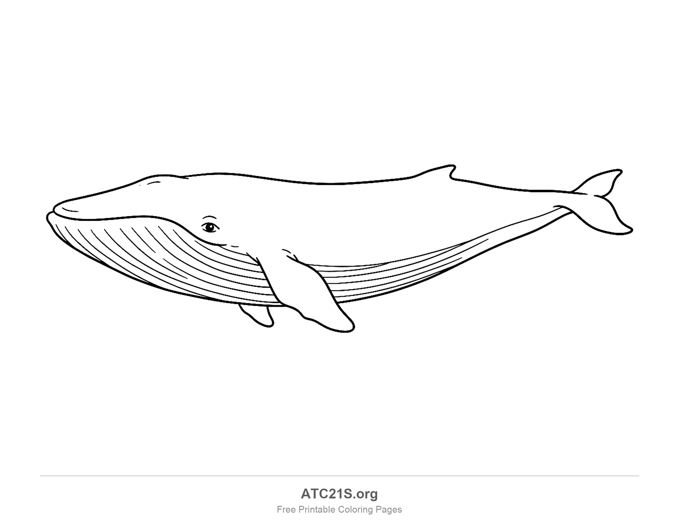 Long slender whale swimming in side profile with many throat grooves, a small dorsal fin and a fluke, coloring page