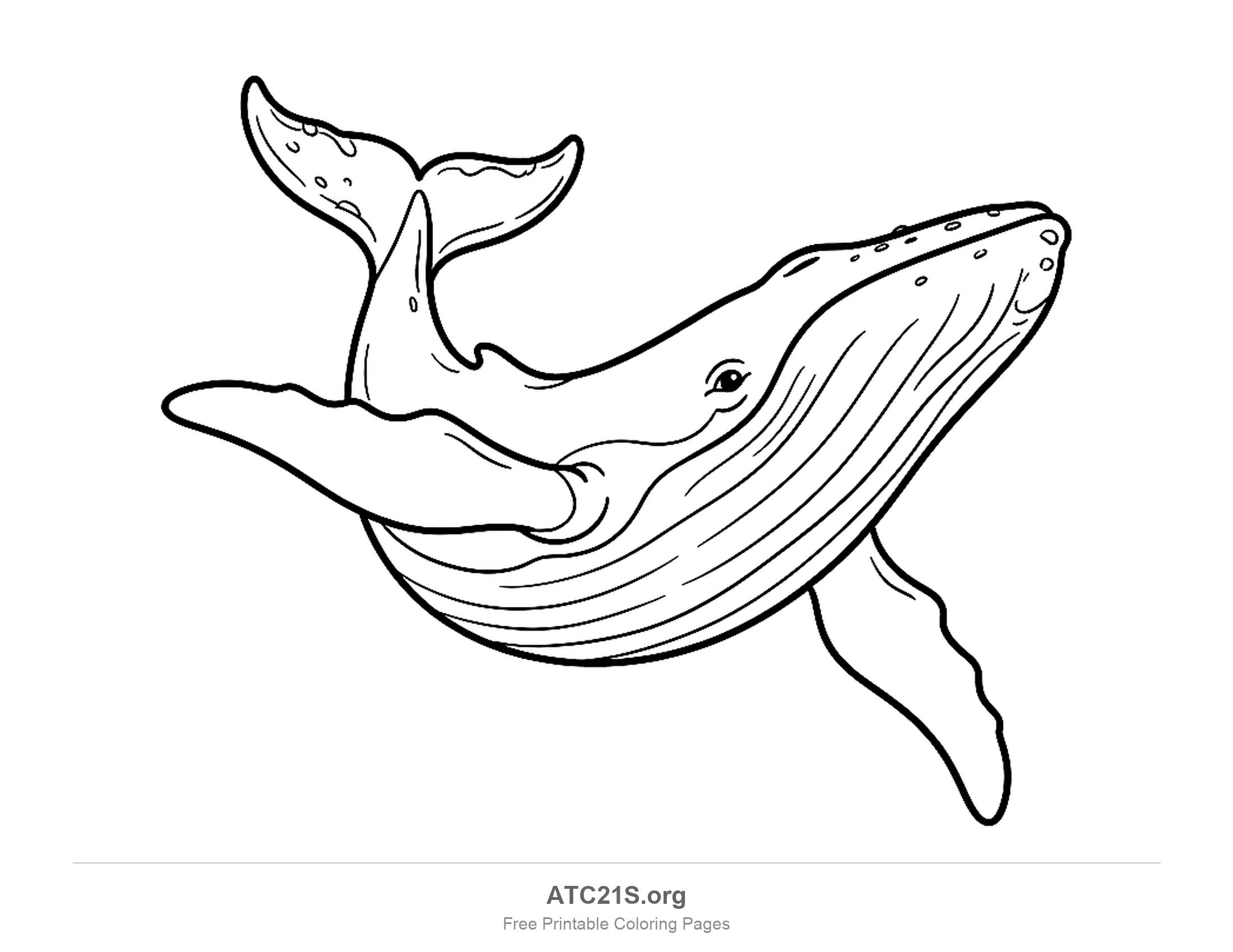 Detailed whale breaching with its tail raised, long pectoral fins, barnacles on the snout and rows of throat grooves, coloring page for older kids