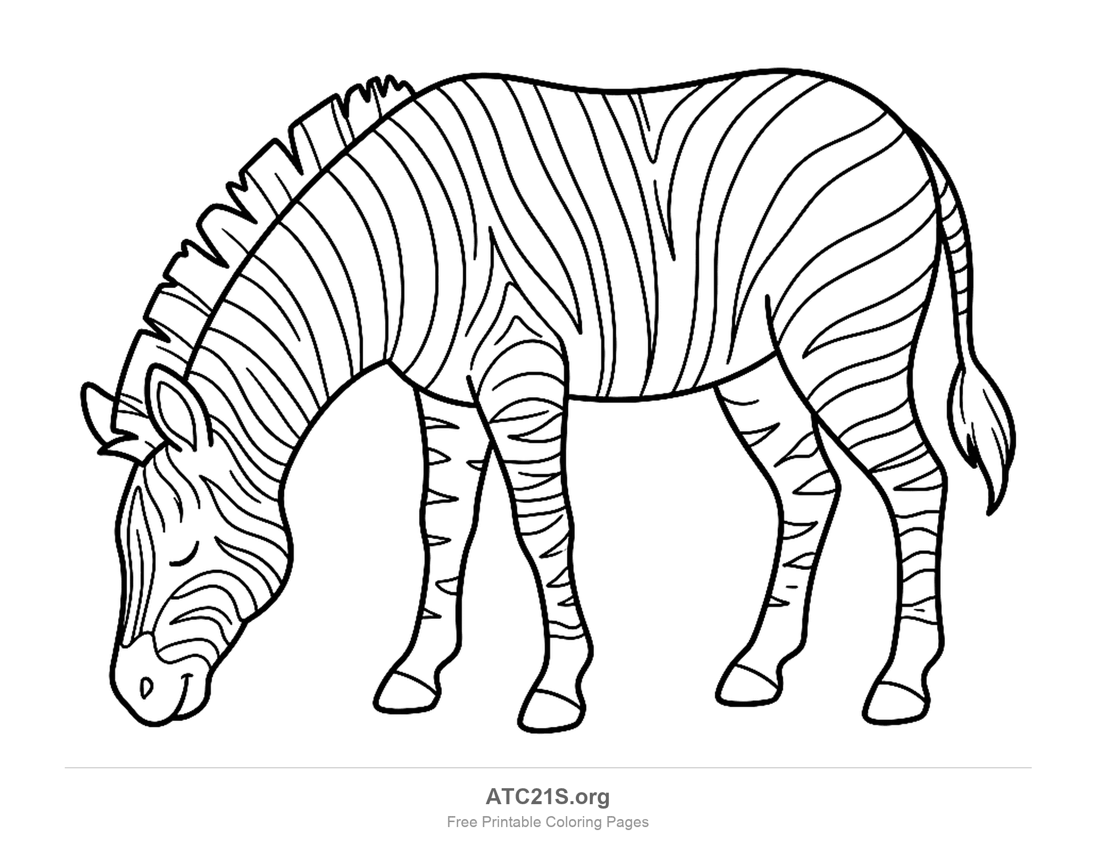 Zebra grazing with its head down and eyes closed, a long striped body and an upright mane, detailed coloring page