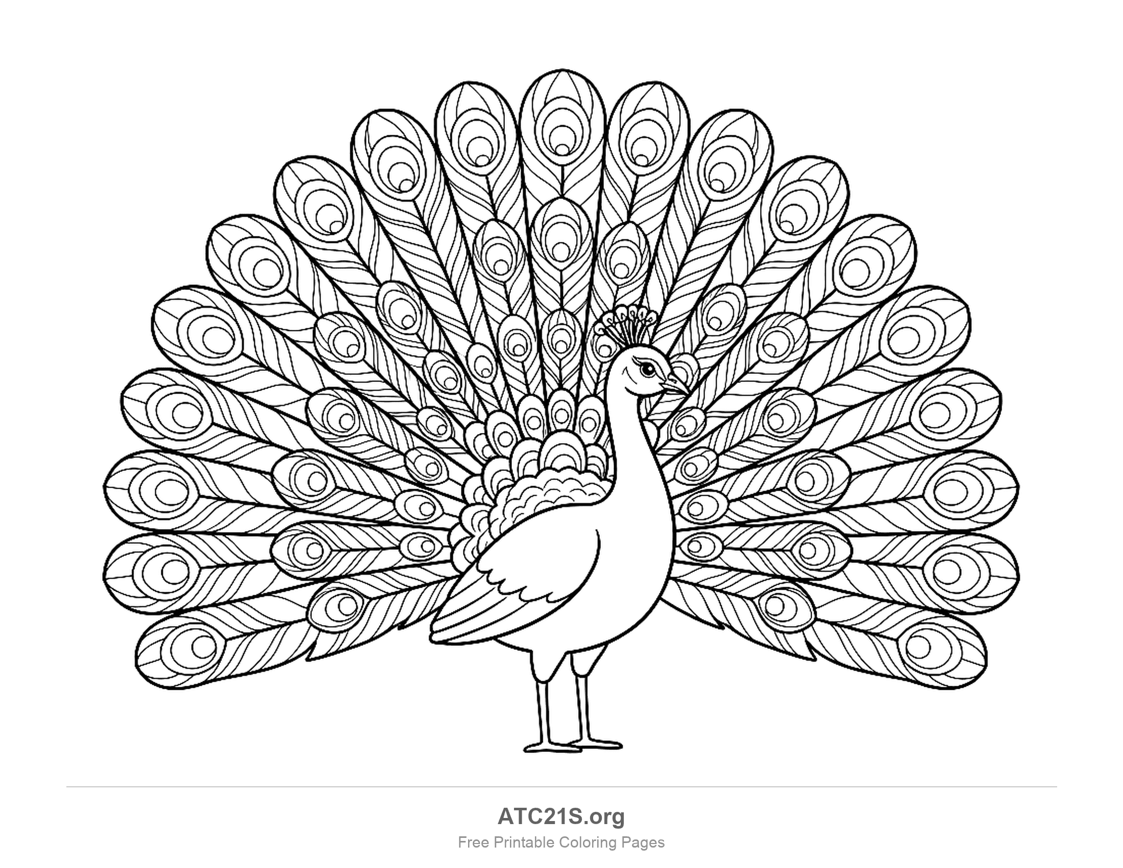 Peacock standing with a full fanned tail of eye-spot feathers, detailed coloring page for older kids