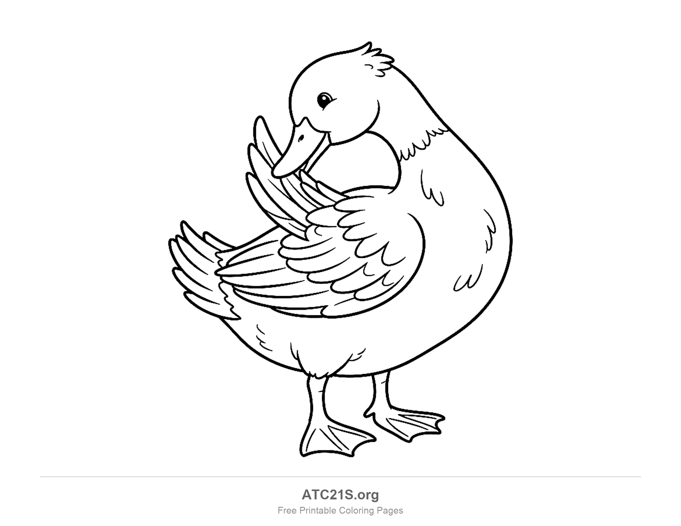 Duck standing and preening, with its head turned back to tidy its wing feathers, coloring page