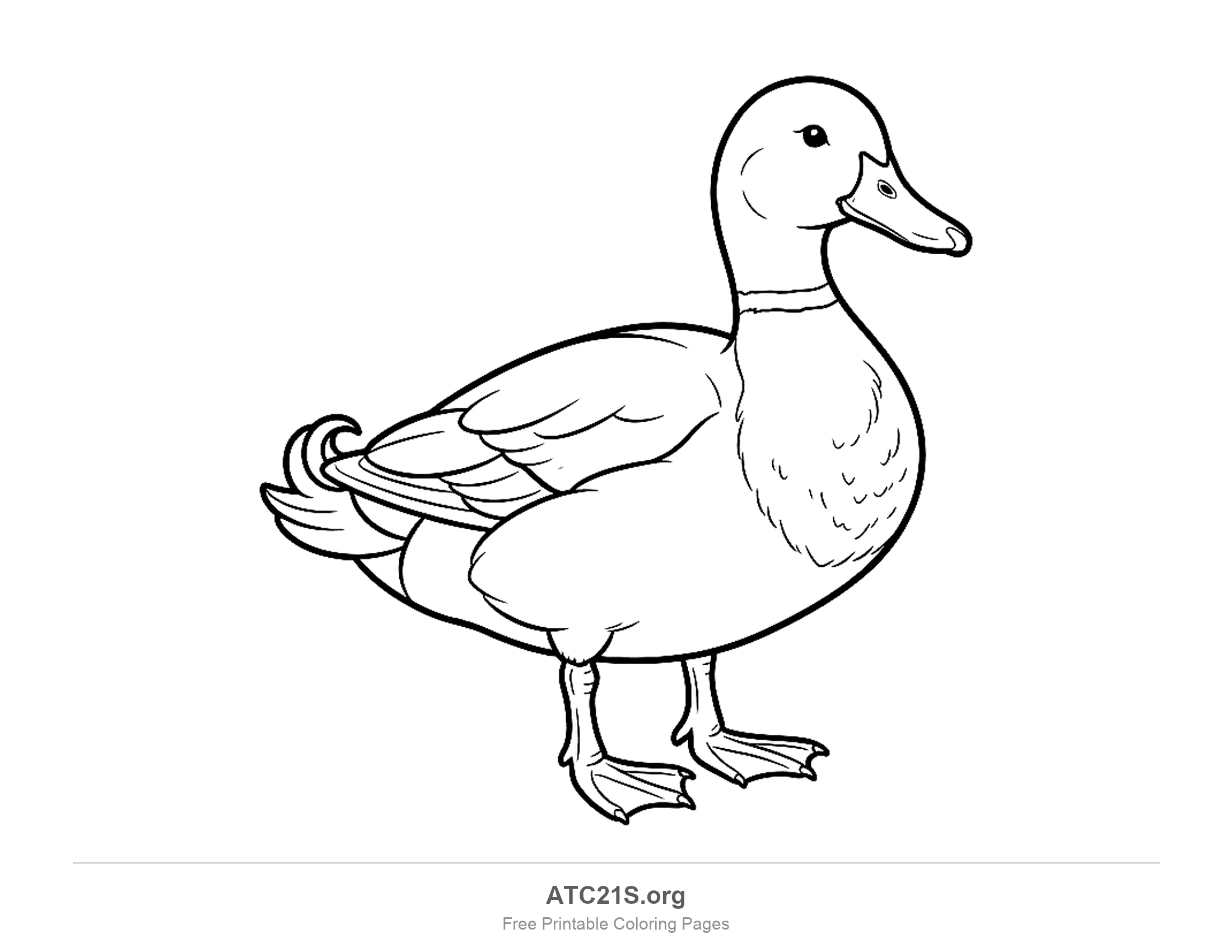 Detailed mallard duck standing in side view with a neck ring, curly tail and feathered chest, coloring page for older kids