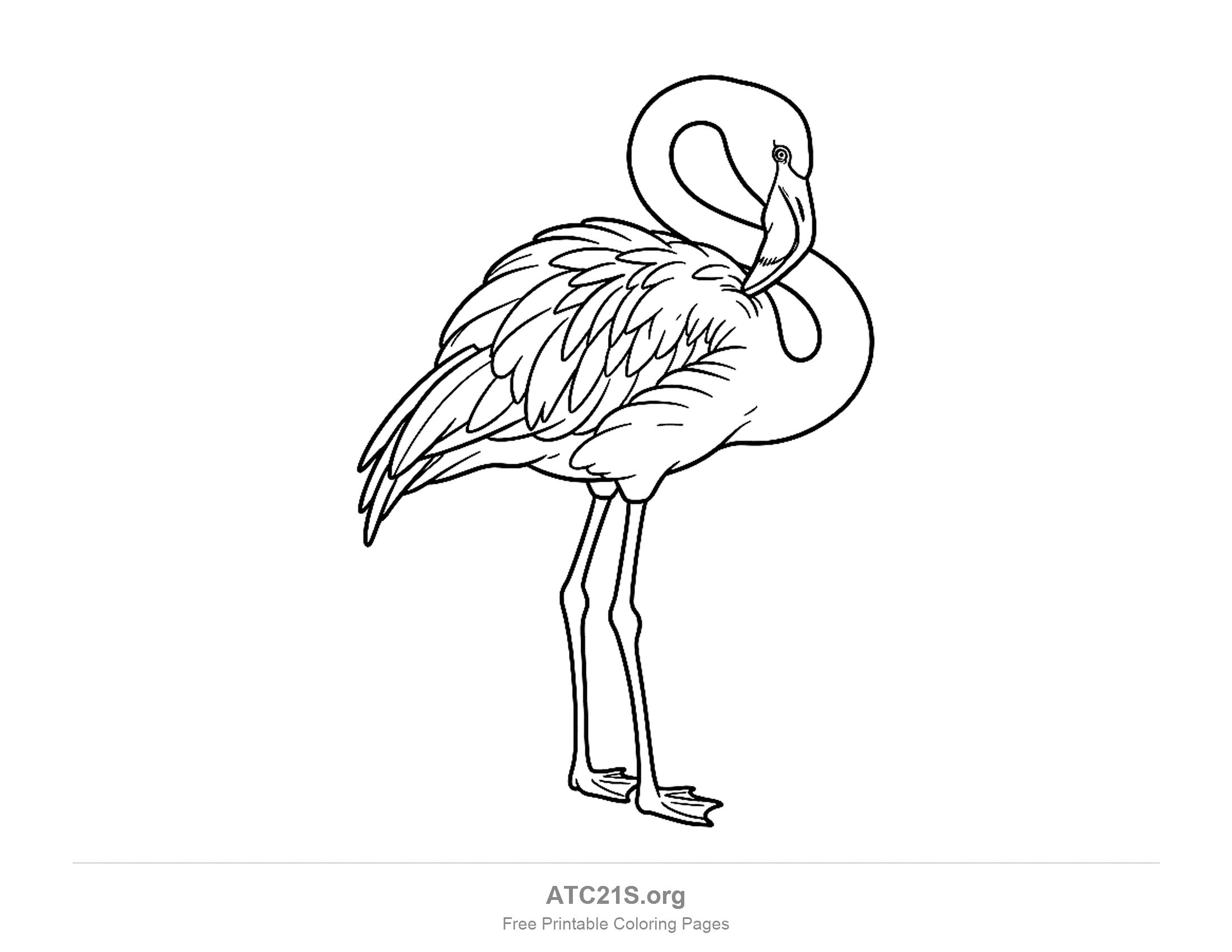 Flamingo preening with its neck looped back and its head resting on its wing feathers, coloring page