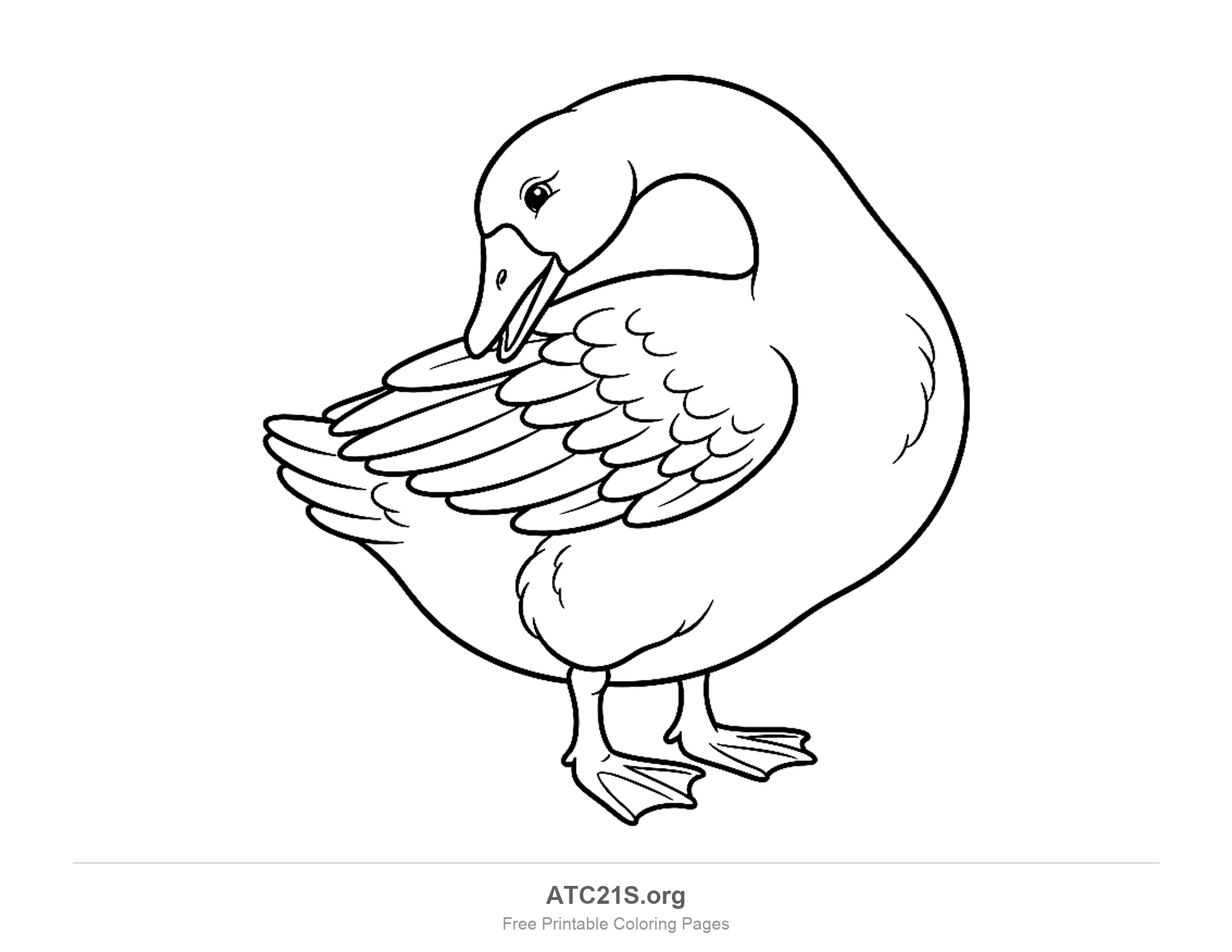 Goose preening, with its long neck curved down so its beak is in its wing feathers, coloring page