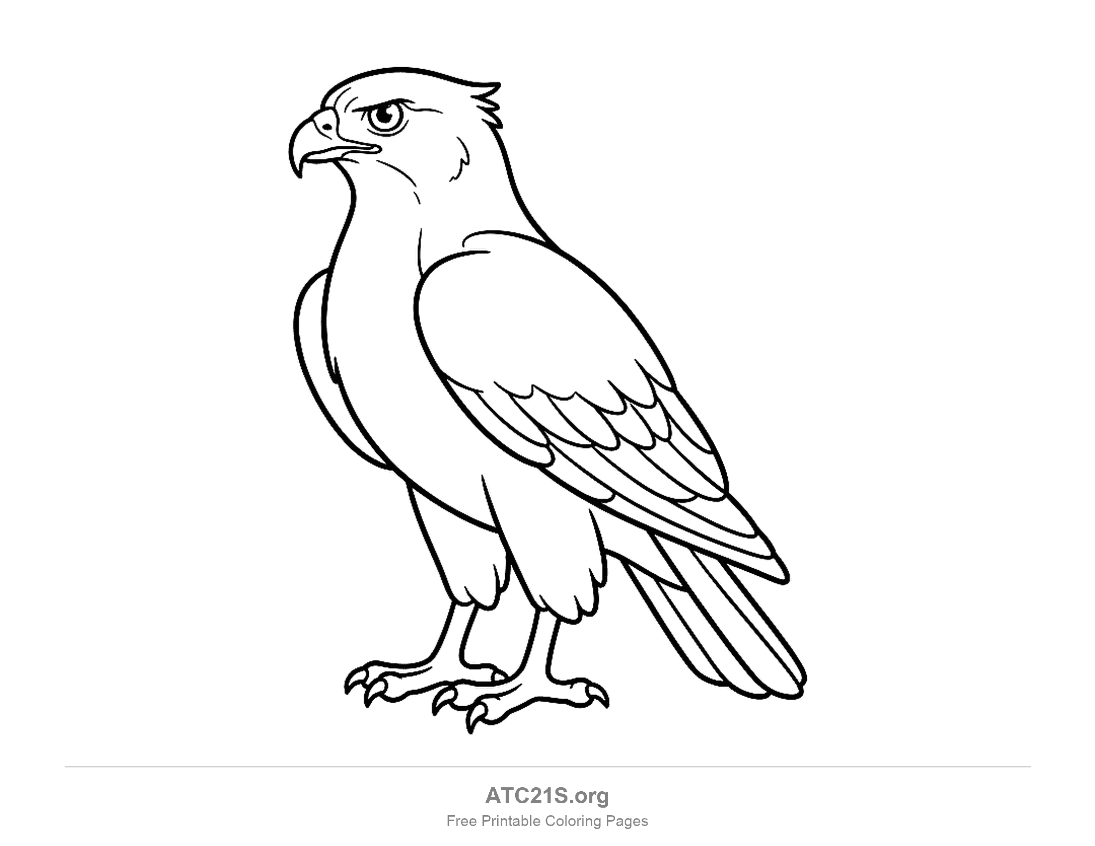 Hawk standing in side profile with folded wings, a hooked beak and clawed feet, simple coloring page