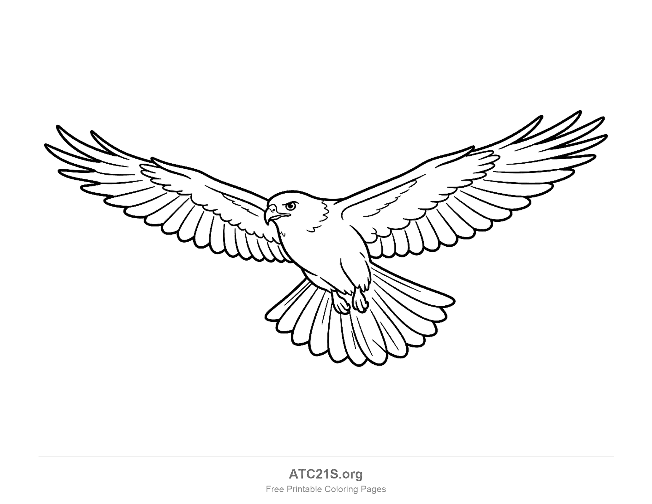 Hawk soaring with both wings fully spread, a fanned tail and talons tucked, coloring page