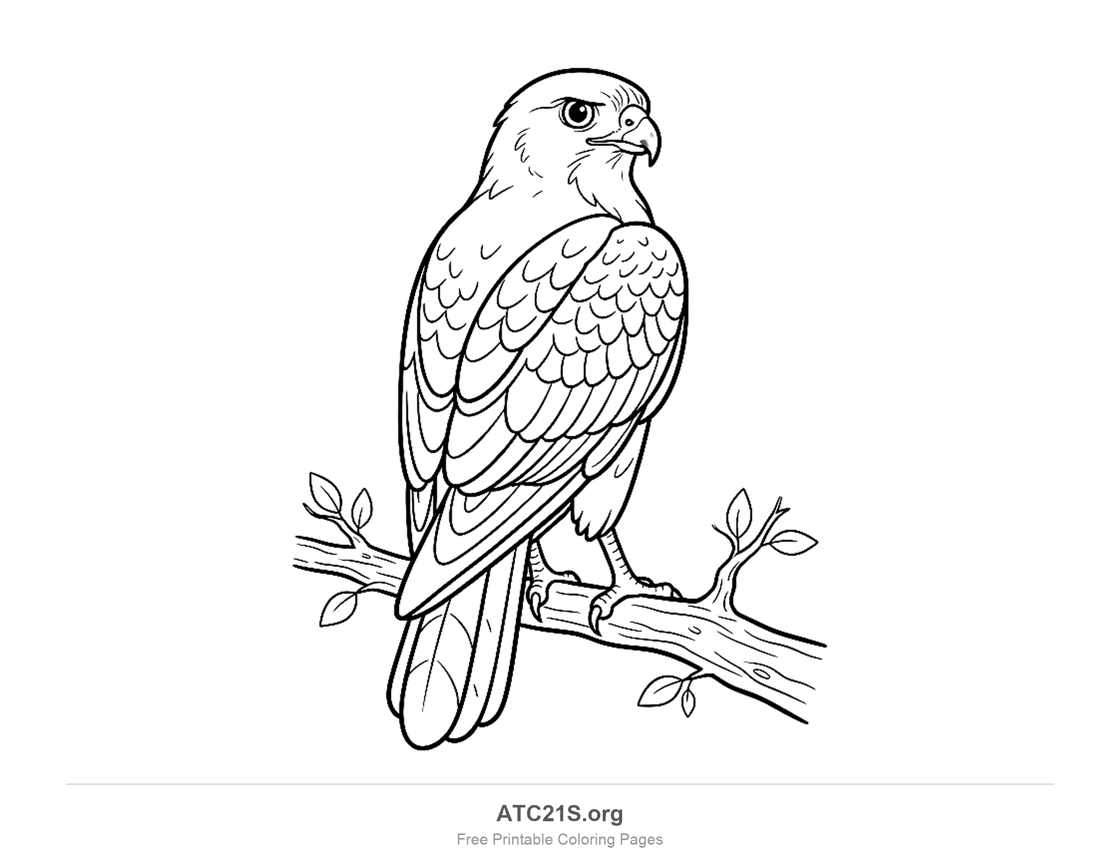 Hawk perched on a leafy branch looking over its shoulder, with densely overlapping back feathers, detailed coloring page for older kids