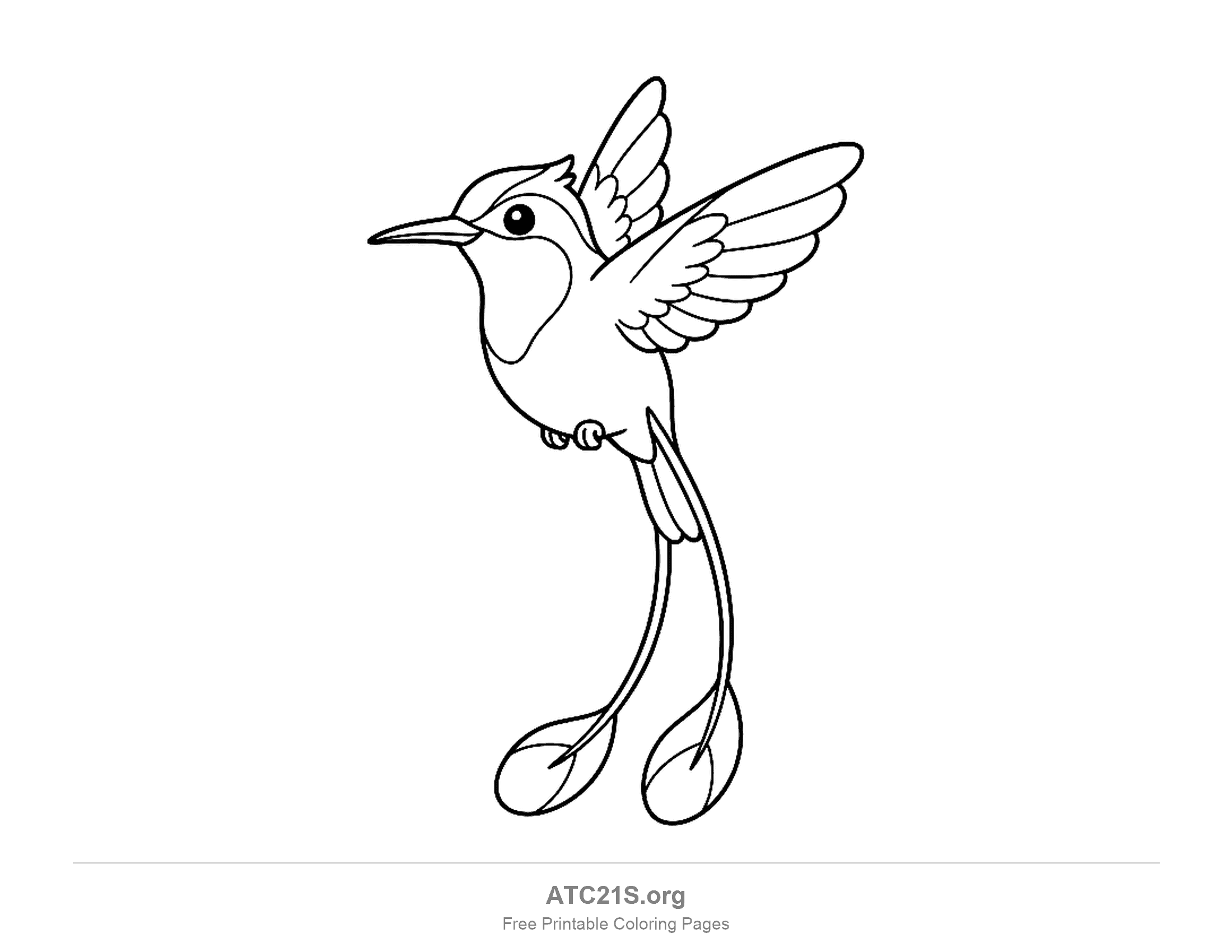 Hummingbird hovering with two long racket-tail streamers ending in oval paddles, coloring page