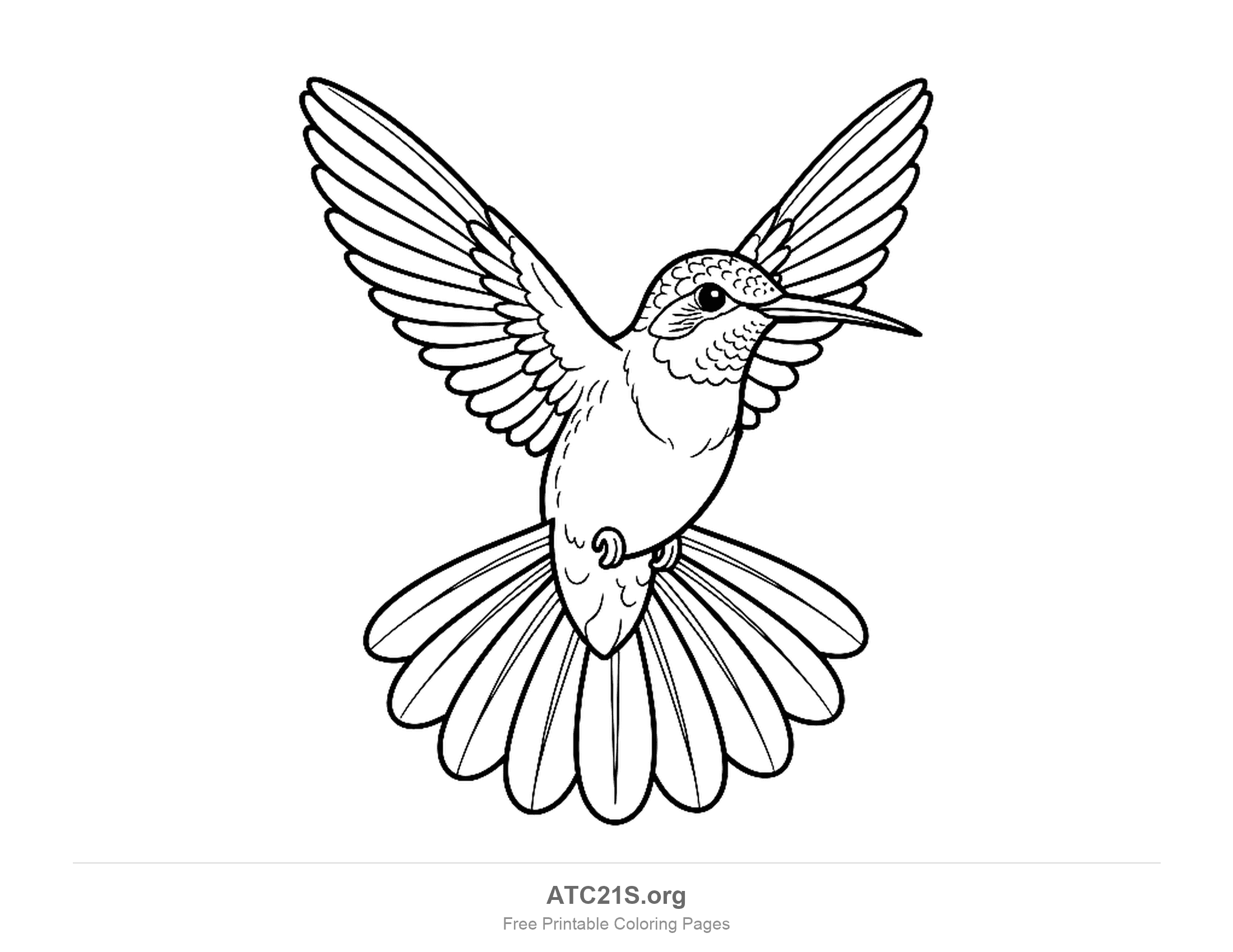 Detailed hummingbird hovering with wings raised in a V, a fully fanned tail and scaled head feathers, coloring page for older kids