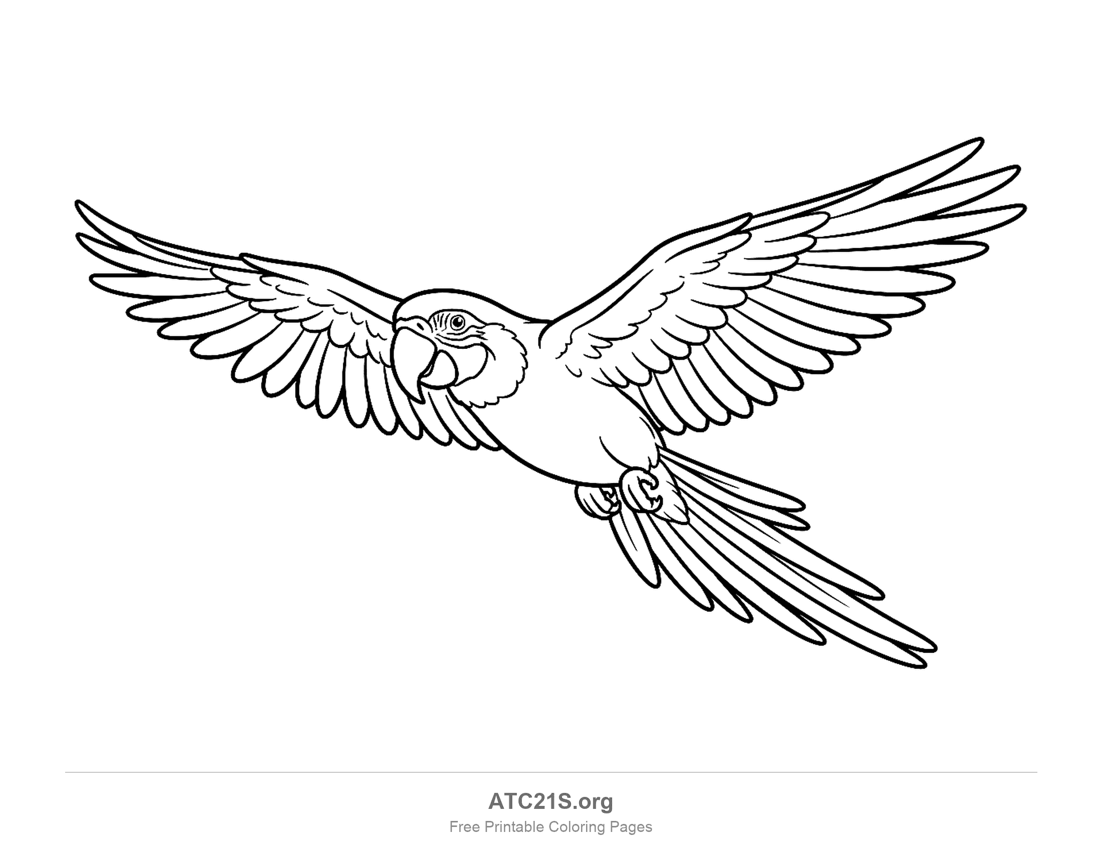 Parrot soaring with both wings fully spread and individual flight feathers drawn in, detailed coloring page