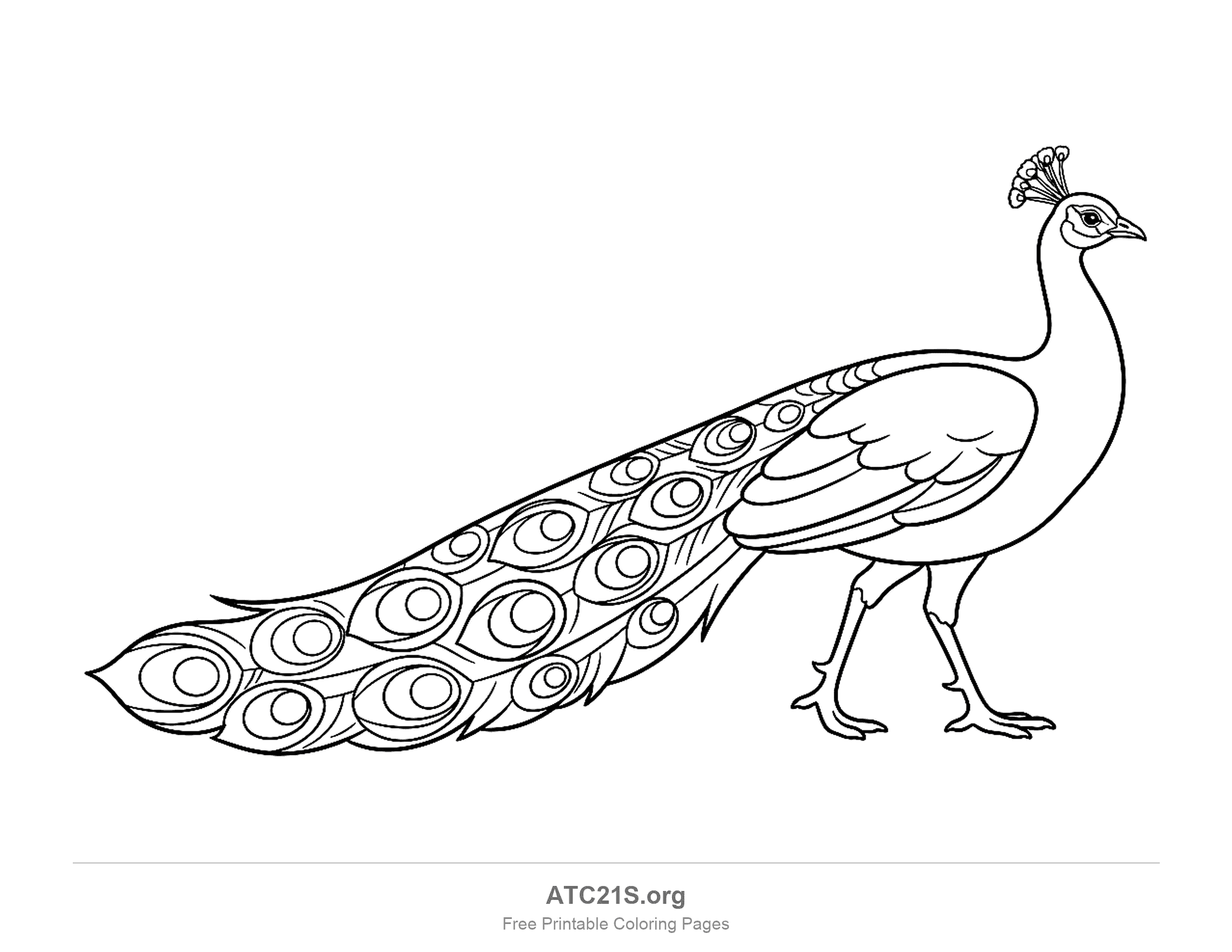 Peacock walking in side view with a crest, folded wings and a long trailing train of eyespot feathers, coloring page to print