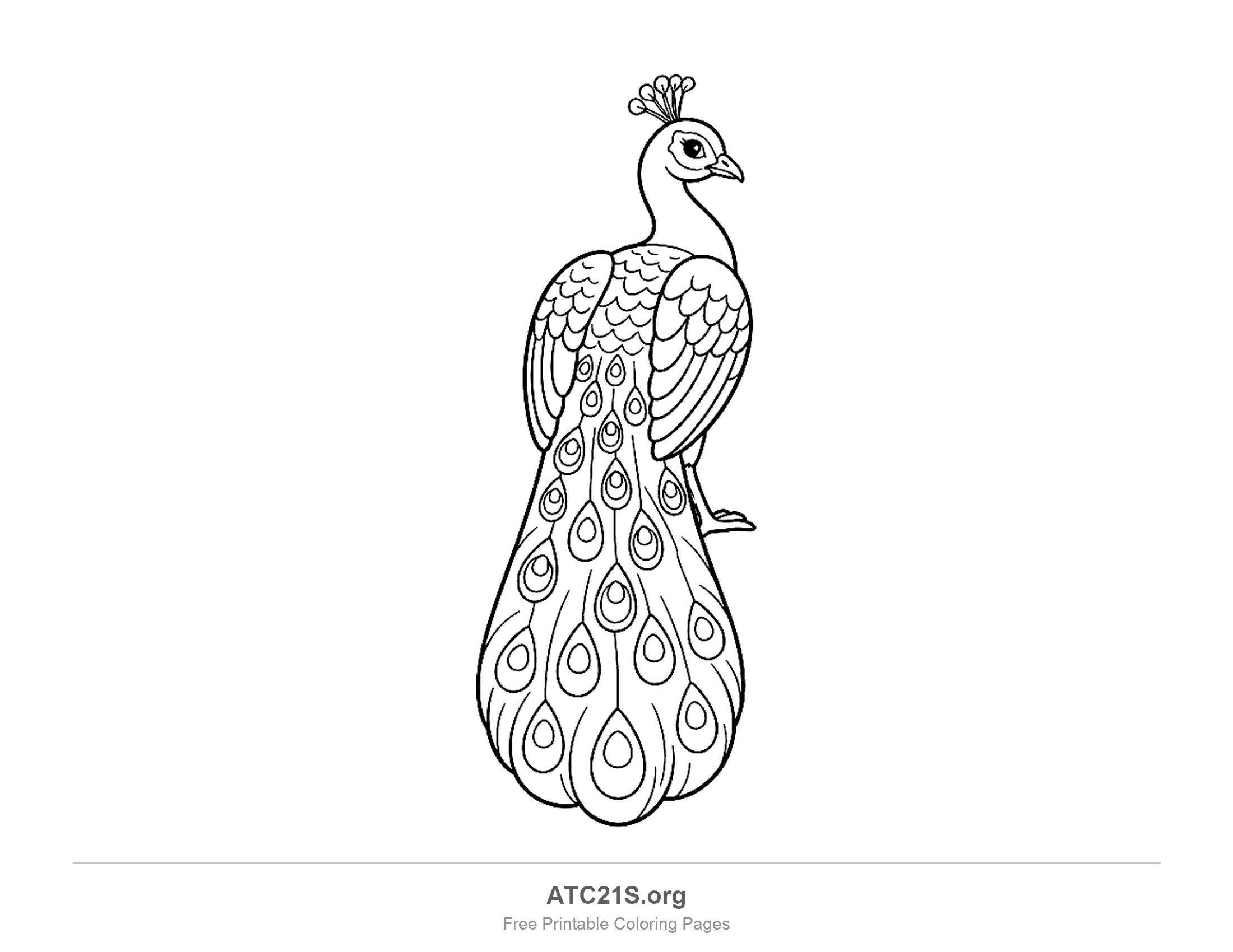 Peacock standing with its head turned in profile and a hanging train of stacked eyespot feathers, coloring page