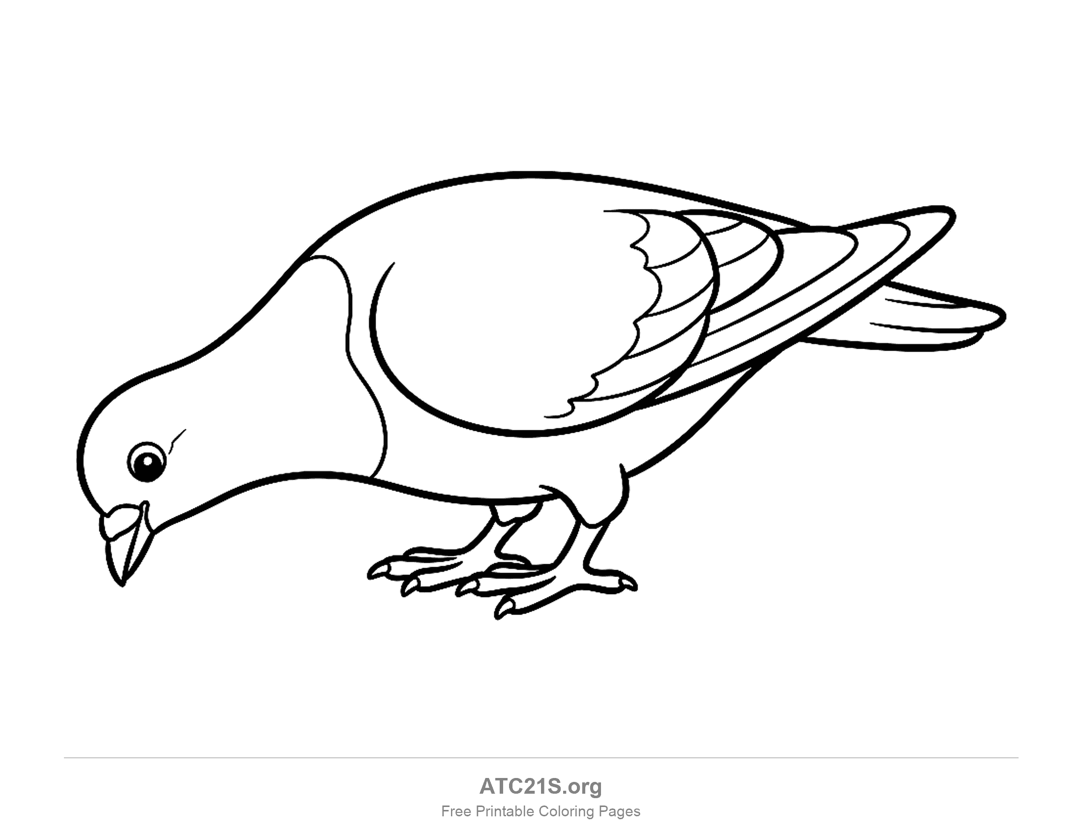 Pigeon coloring page