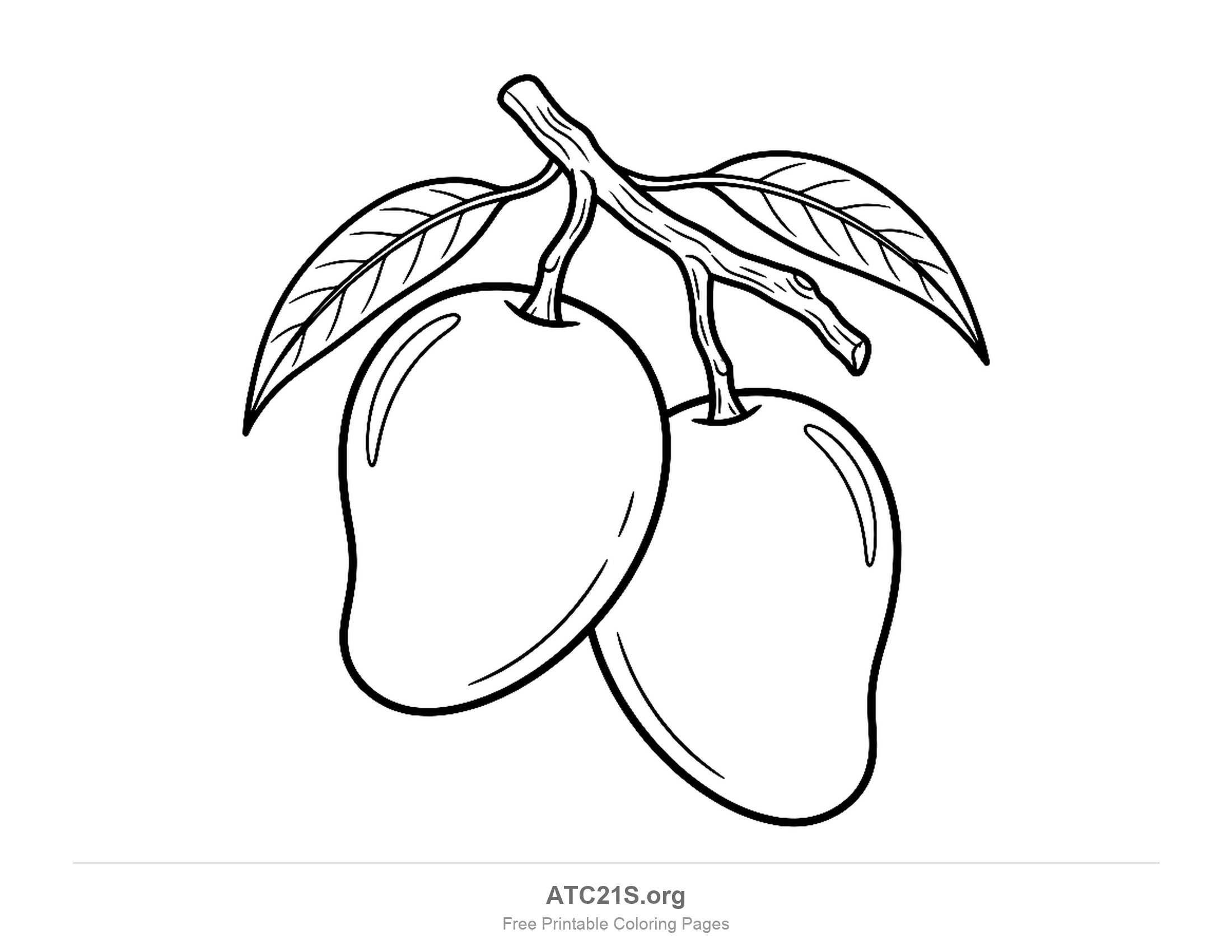 Two mangoes hanging from a woody branch with four long veined leaves and fine shading lines on the fruit, detailed coloring page for older kids