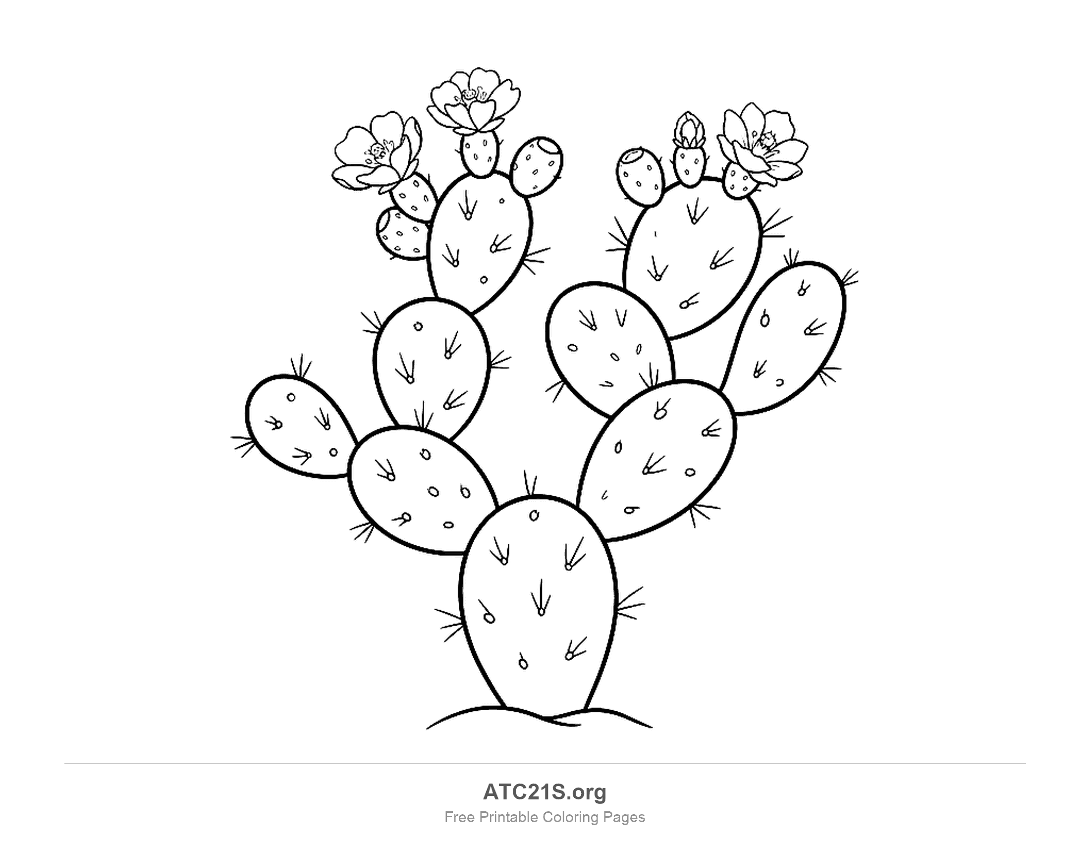 Prickly pear cactus of stacked oval pads dotted with spine clusters, with small round fruits, a bud and three open flowers along the top, detailed cactus coloring page