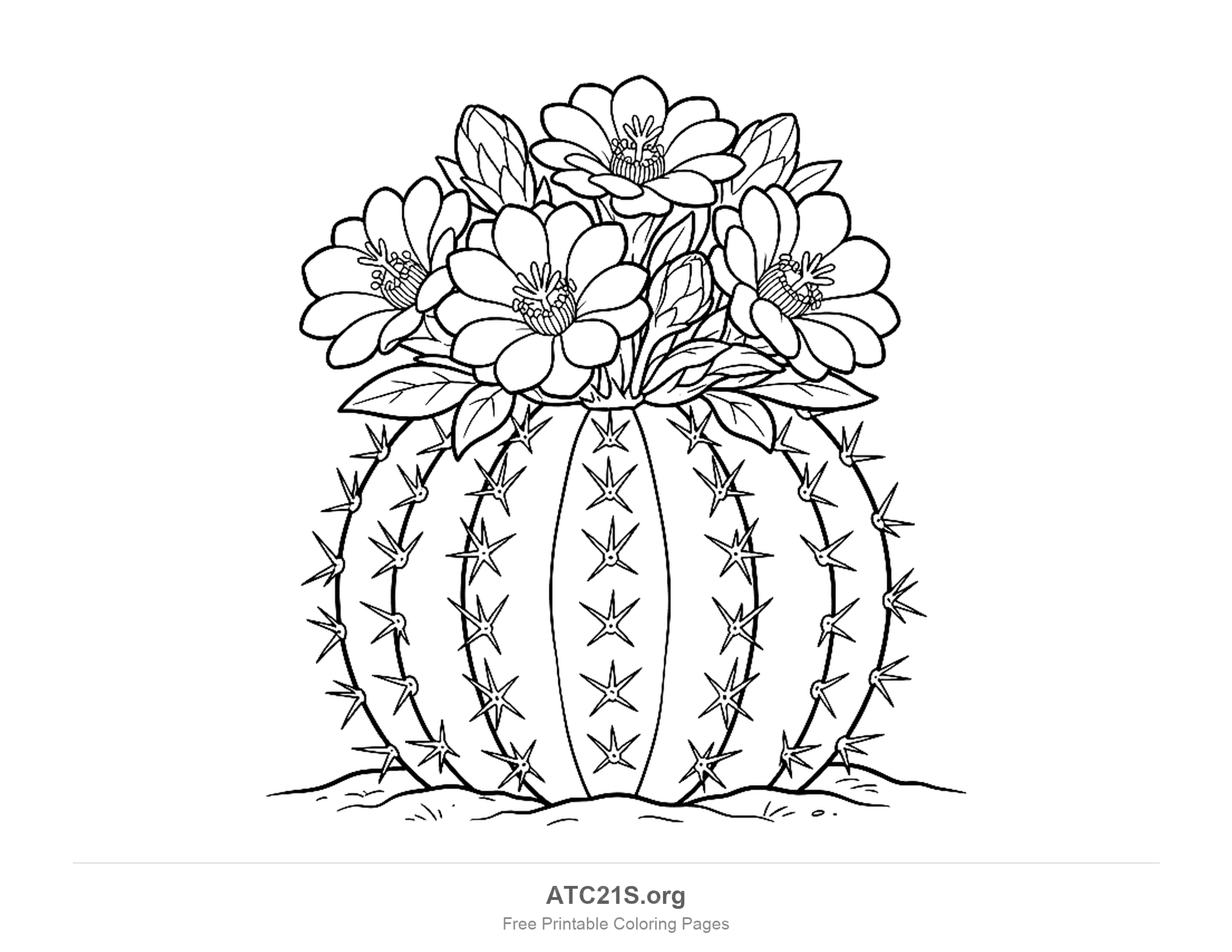 Big ribbed barrel cactus with rows of star-shaped spines, topped by a cluster of large open flowers with detailed stamens and buds, on sandy ground, detailed cactus coloring page for older kids