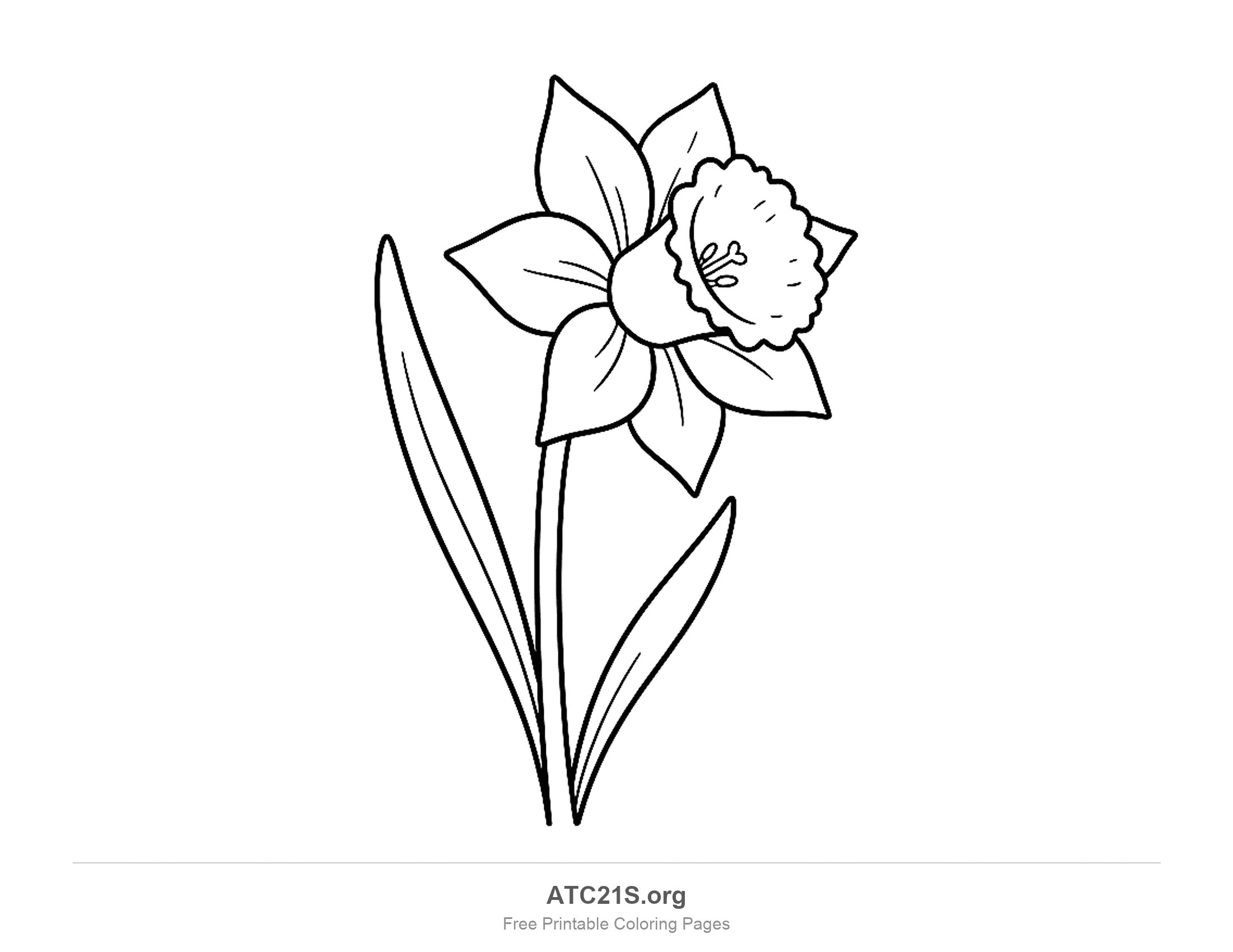 Daffodil leaning to one side with pointed petals, a ruffled trumpet in the middle and two long grass-like leaves, flower coloring page for kids