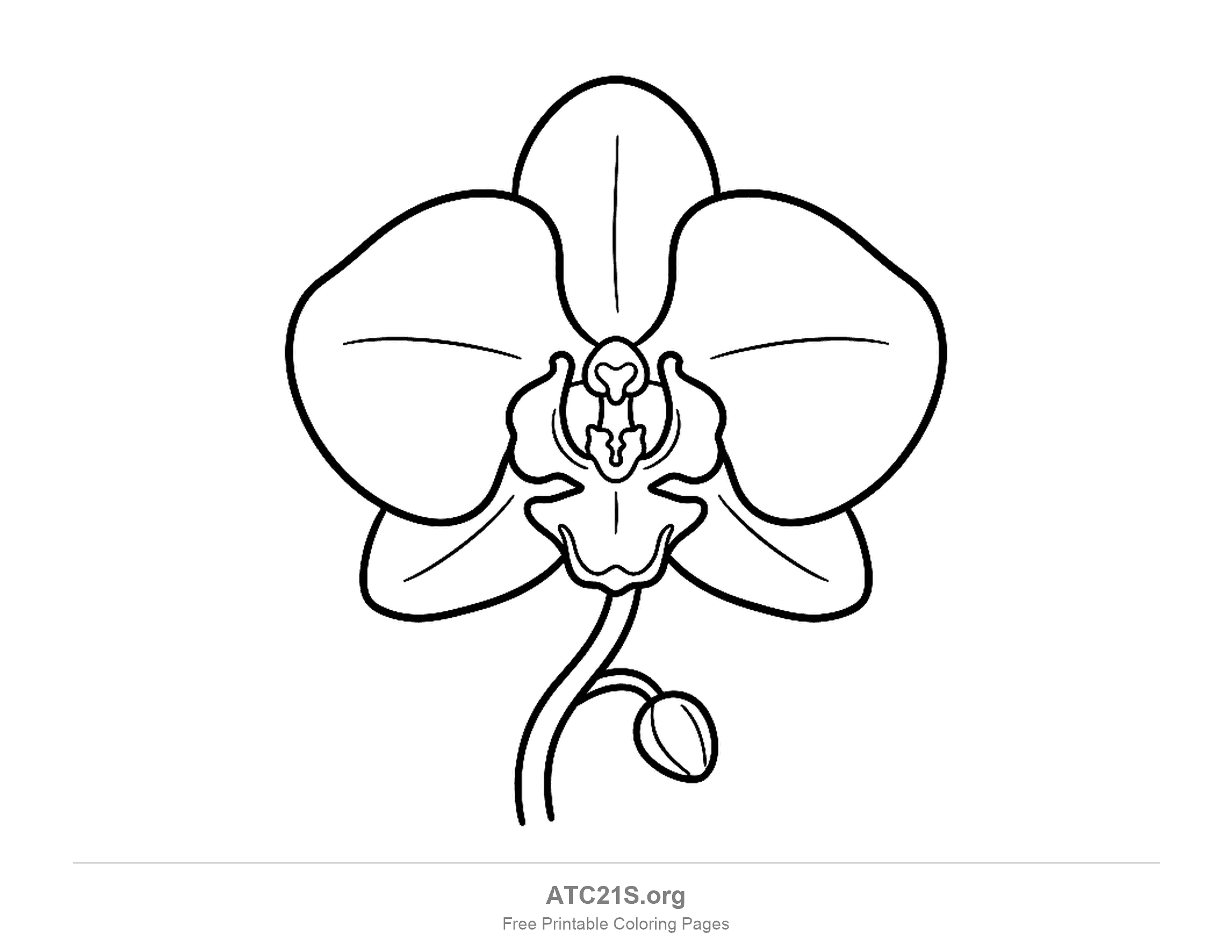 Orchid bloom seen from the front with wide rounded petals, a frilly lip in the centre and a round bud on a curling stem, printable flower coloring page
