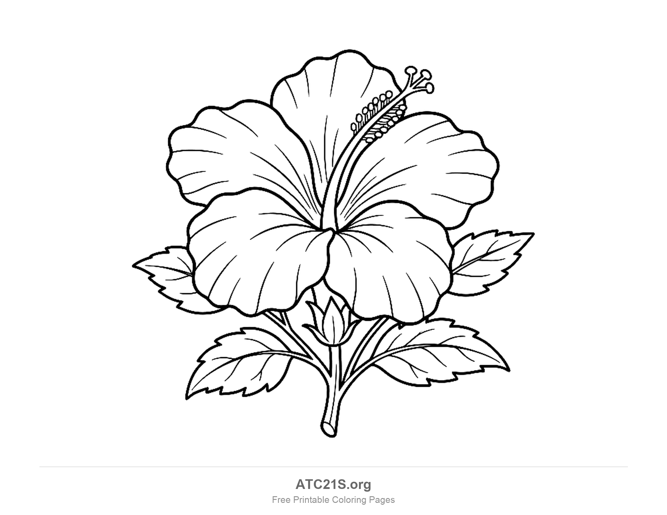 Hibiscus with five wavy petals, a long stamen reaching out of the middle, a small bud and toothed leaves, flower coloring page