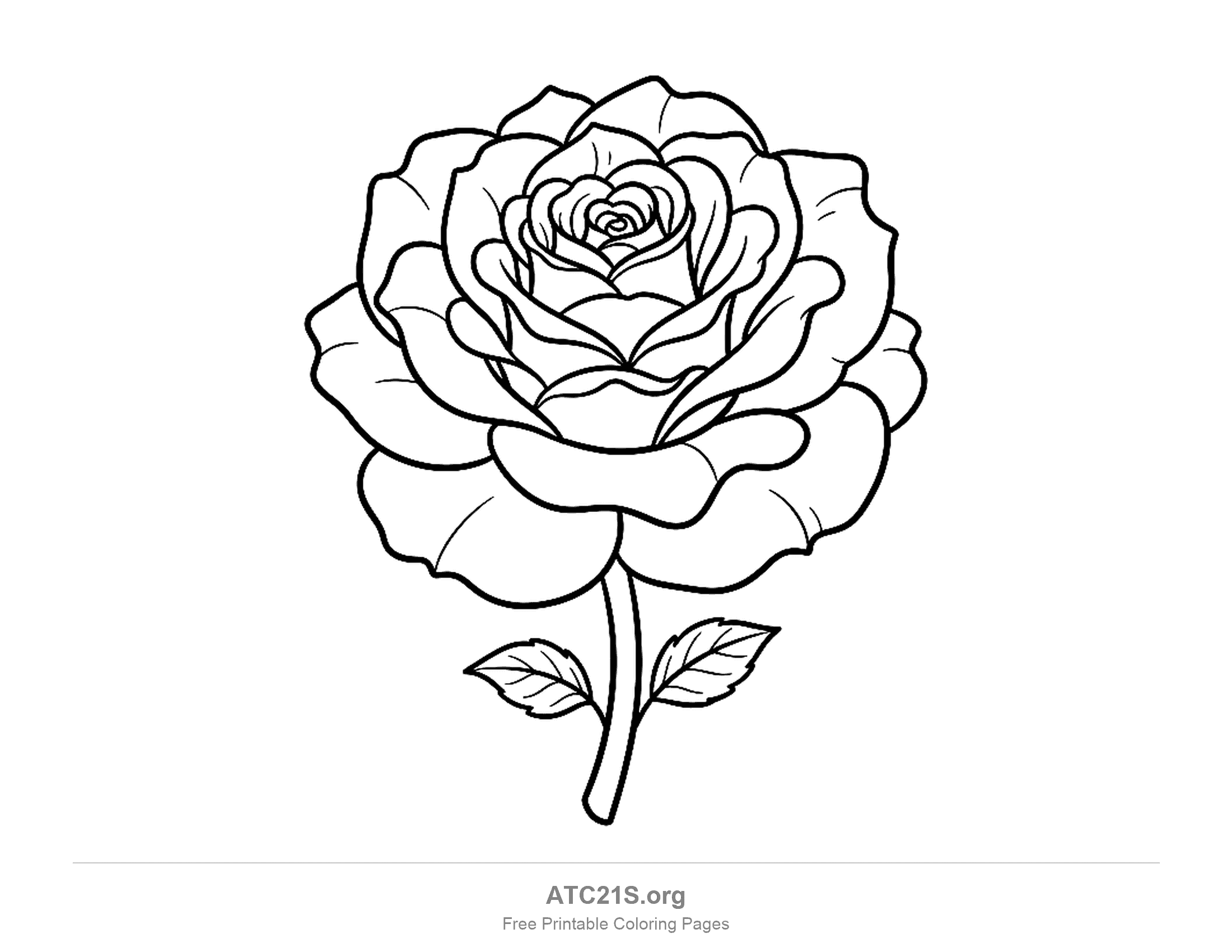Open garden rose with layers of curled petals spiralling into the centre, a short stem and two small leaves, flower coloring page for older kids