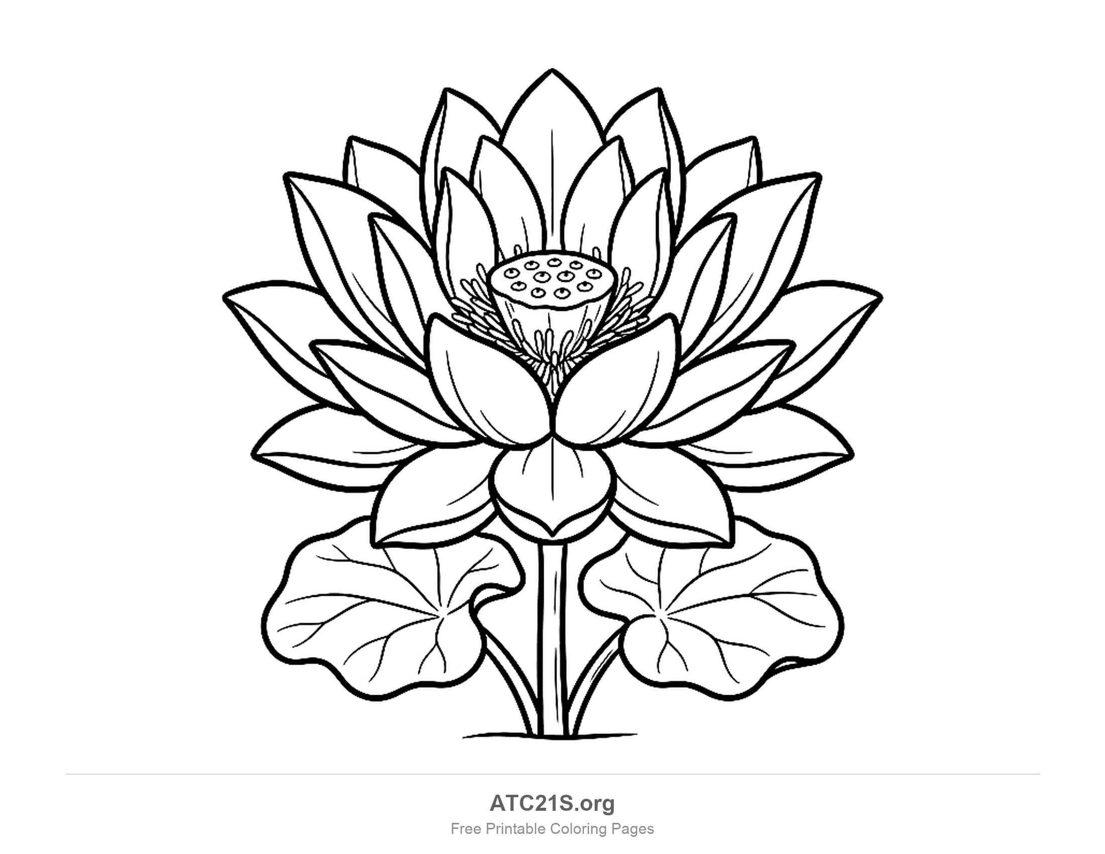 Lotus flower with rows of pointed petals around a dotted seed pod and fine stamens, above two large round leaves, detailed flower coloring page