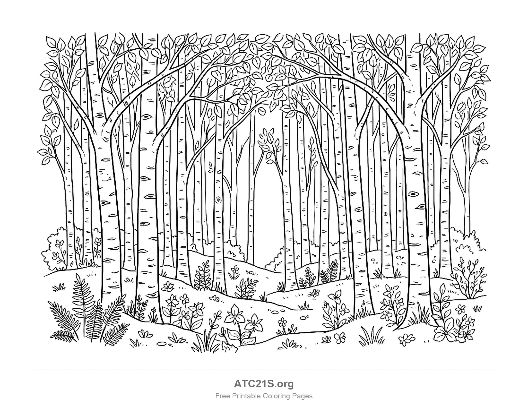 Tall slender birch trees with dashed bark and dark knots, branches arching into a leafy roof over a gap in the middle, ferns and wildflowers on the mounds in front, easy forest coloring page for kids