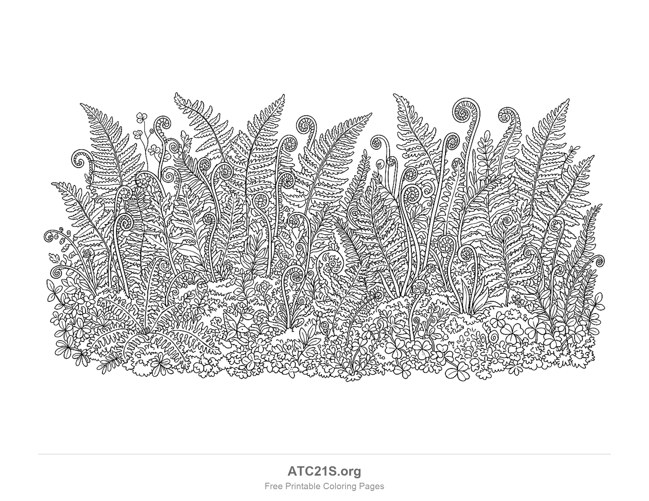 Close-up of the forest floor with tall fern fronds and tightly curled fiddleheads above a carpet of moss, clover and tiny flowers, very detailed forest coloring page for older kids and adults