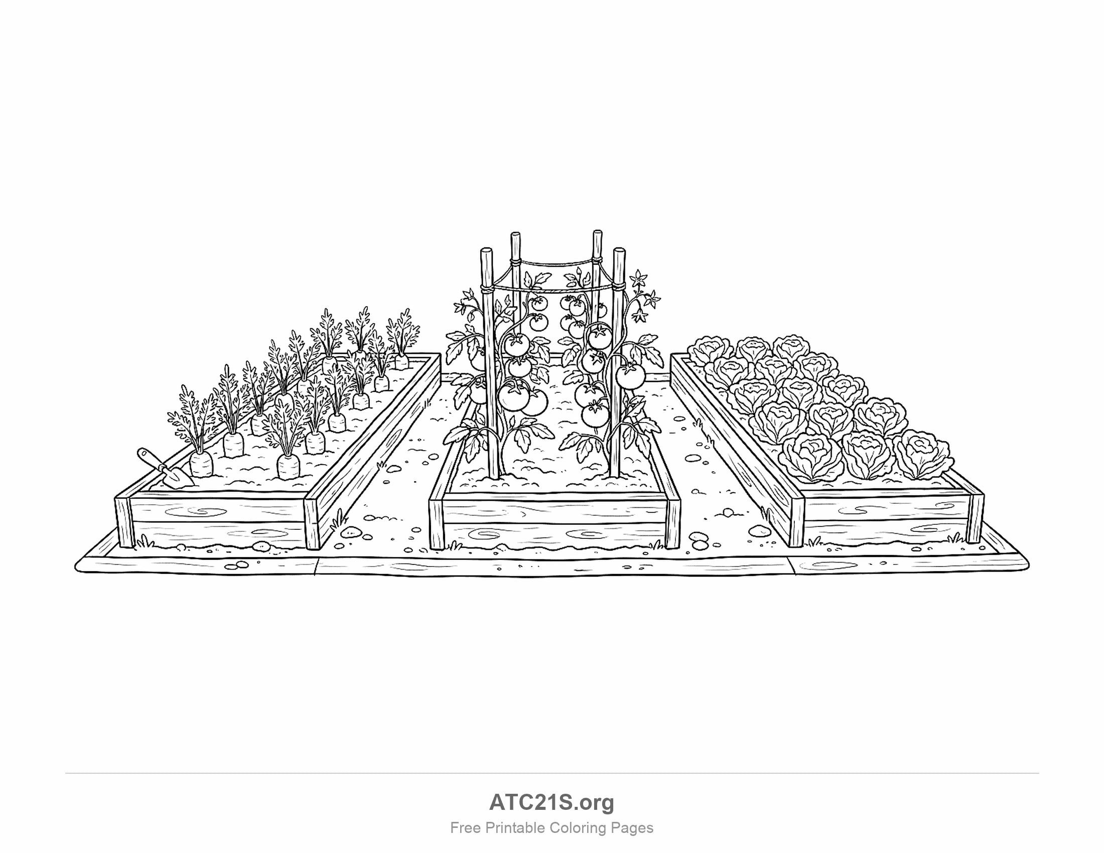 Vegetable patch of three wooden raised beds with carrots and a trowel, tomato plants tied to wooden stakes and a bed of leafy lettuces, garden coloring page for kids