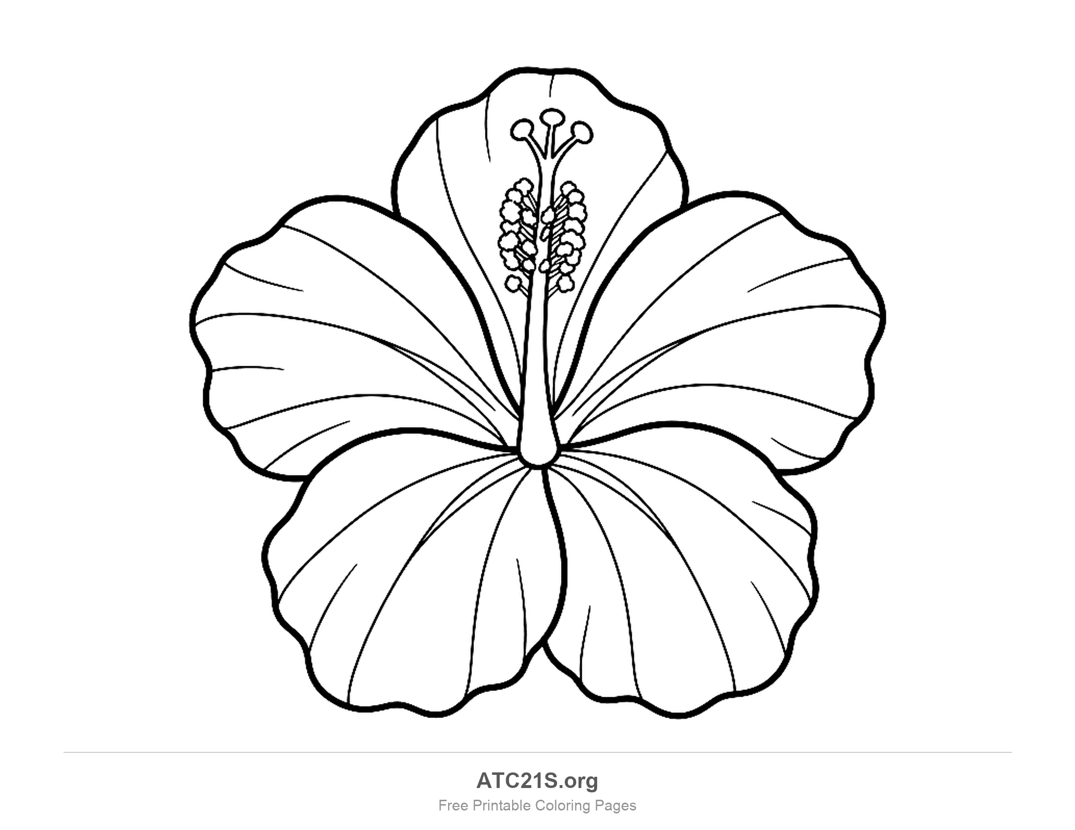 Front-facing hibiscus with long veins fanning across five wavy petals and a fluffy pollen cluster along the central column, simple hibiscus coloring page for preschoolers