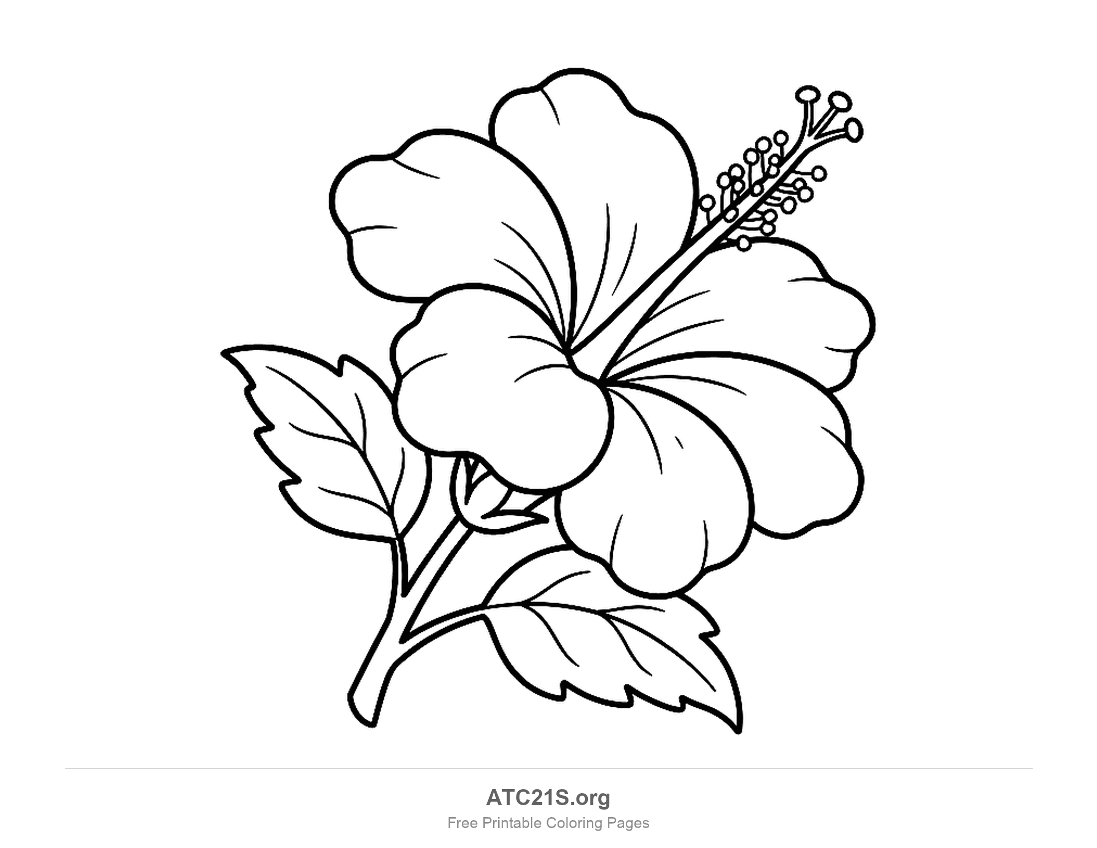 Hibiscus turned slightly to one side on a short curving stem with two toothed leaves, its column of stamens reaching out to the top corner, flower coloring page for kids