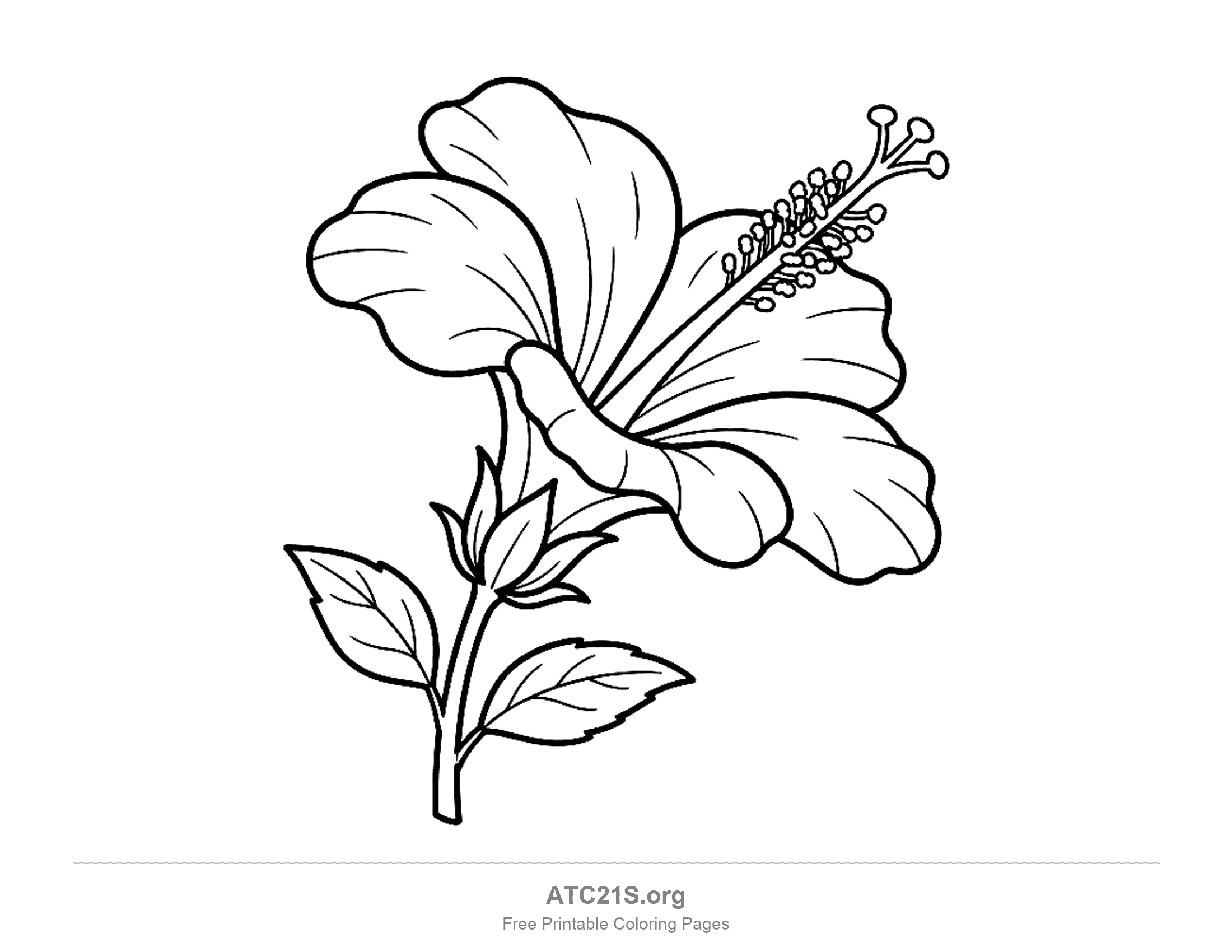 Hibiscus seen from the side, petals flaring out from a narrow trumpet held in a cup of pointed sepals, long stamen column and two leaves on the stem, printable hibiscus coloring page