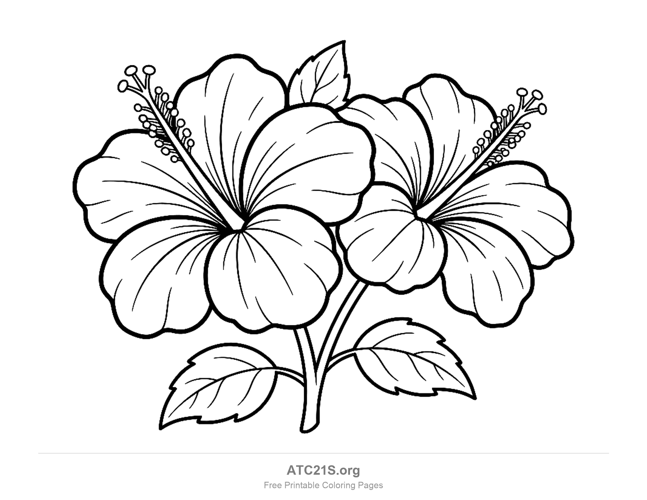 Two hibiscus flowers side by side on a forked stem, each with its own stamen column, a leaf peeking between them and two toothed leaves below, hibiscus coloring page